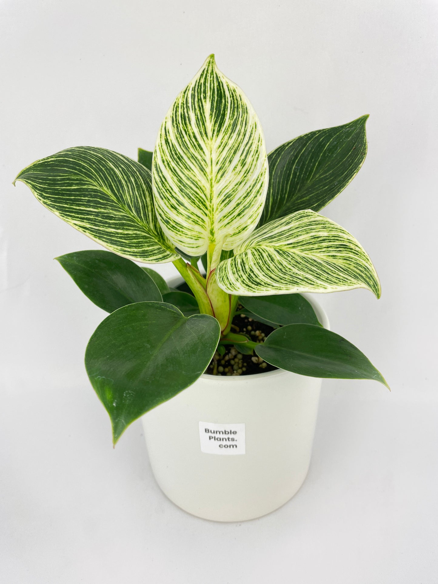 Philodendron Birkin Variegata by Bumble Plants