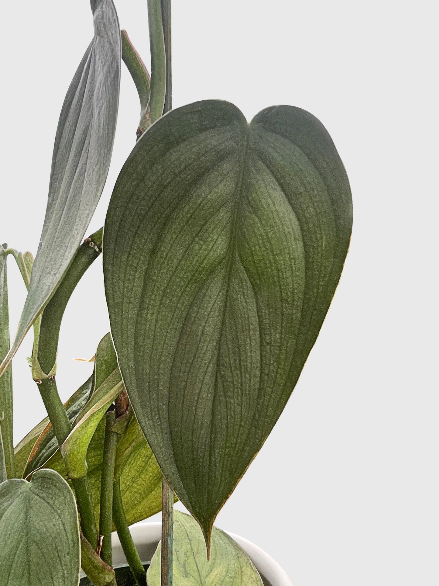 Philodendron Burle Marx Fantasy by Bumble Plants