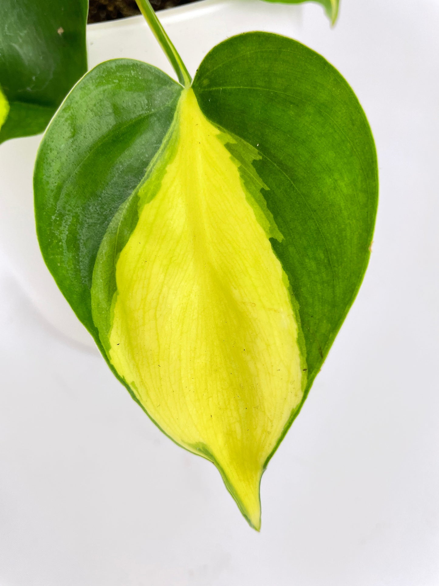 Philodendron Hederaceum Brasil by Bumble Plants