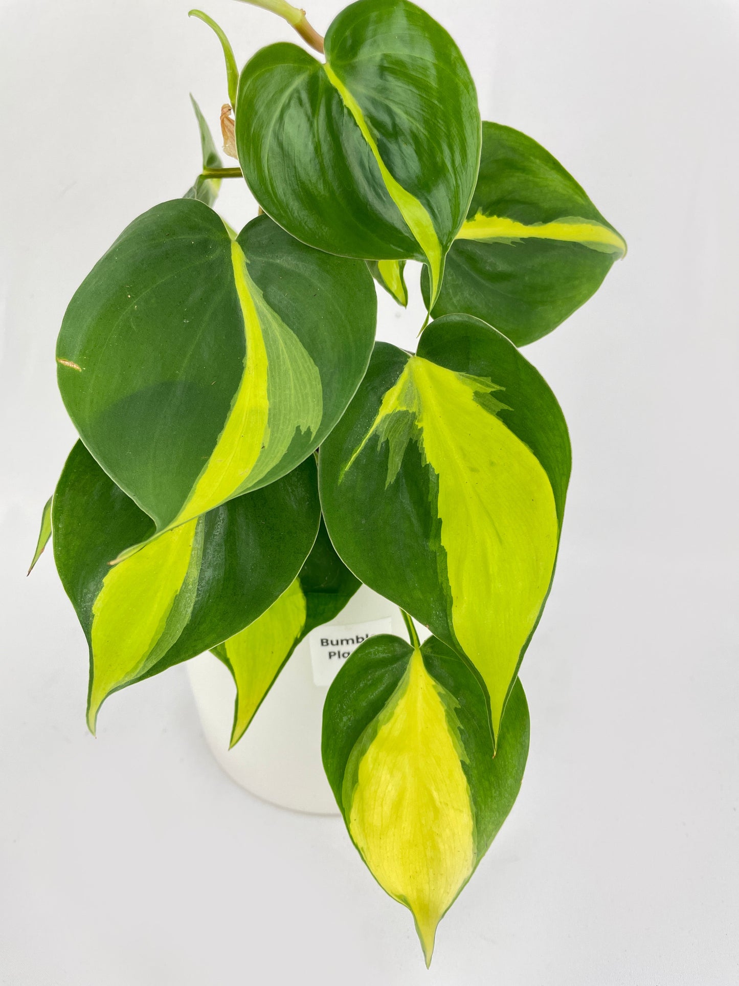 Philodendron Hederaceum Brasil by Bumble Plants