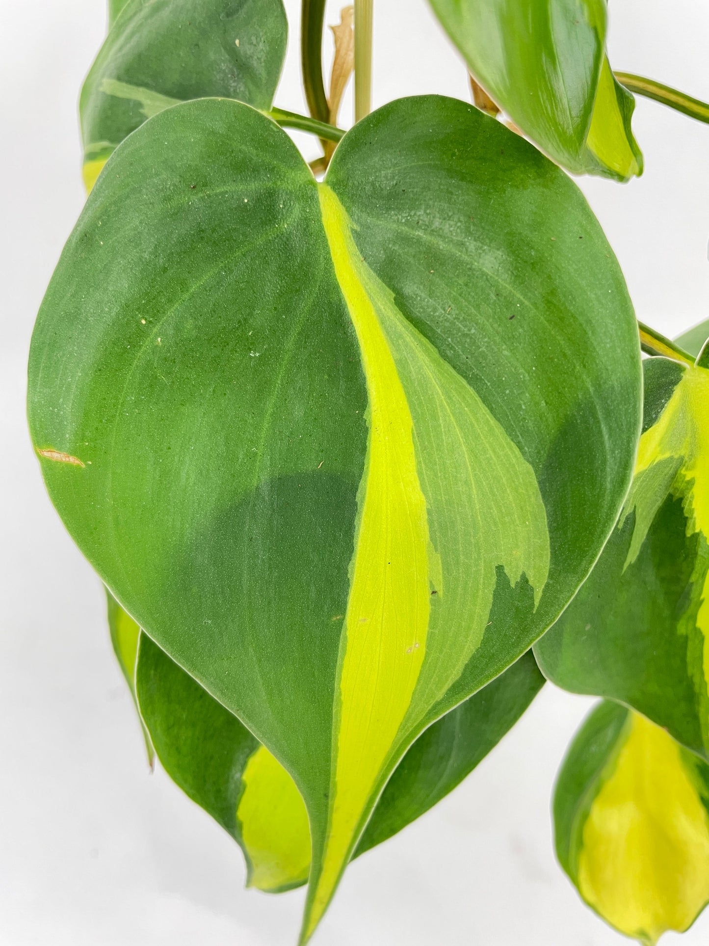 Philodendron Hederaceum Brasil by Bumble Plants