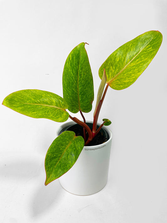 Philodendron Erubescens Painted Lady by Bumble Plants