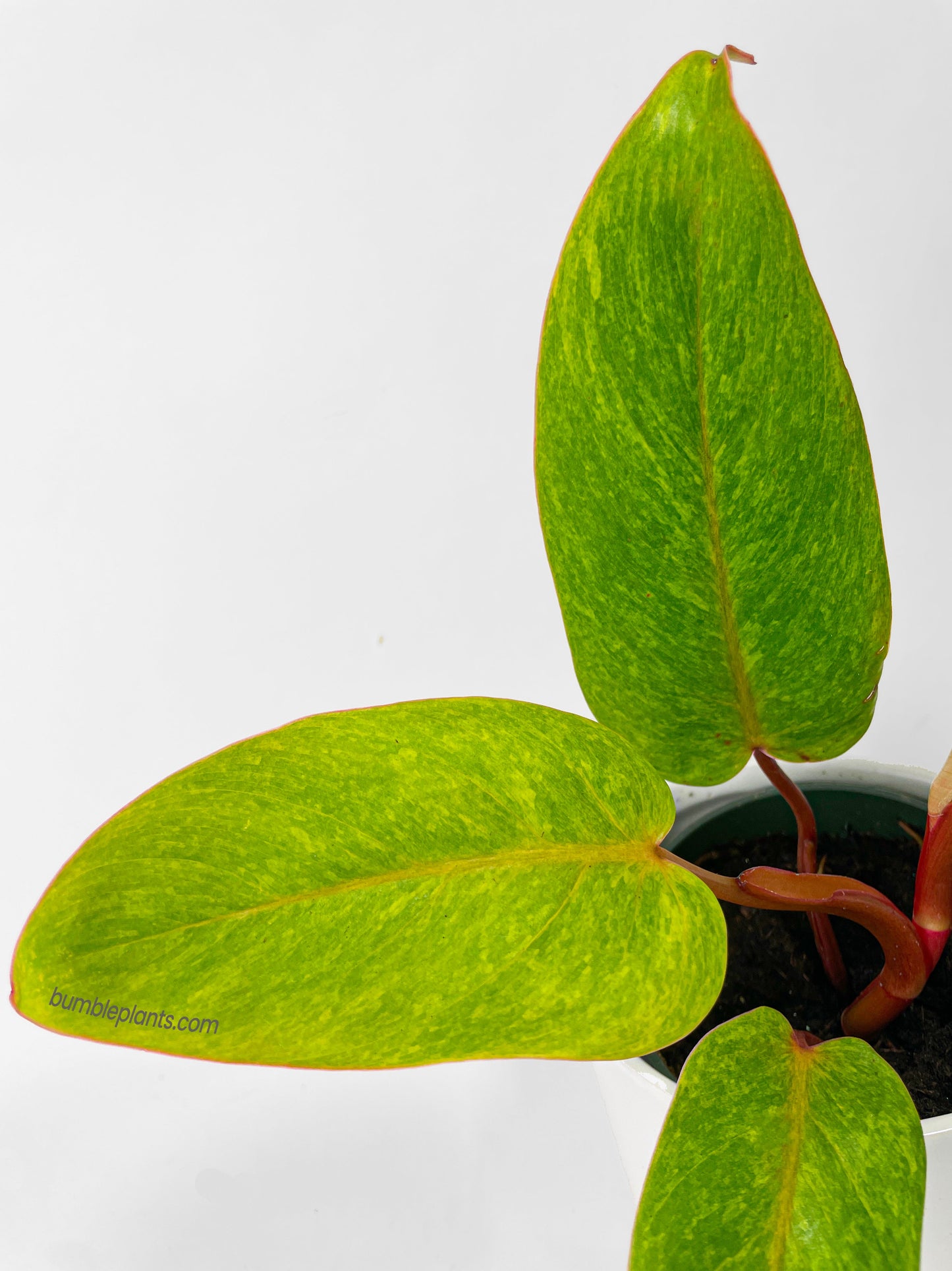 Philodendron Erubescens Painted Lady by Bumble Plants