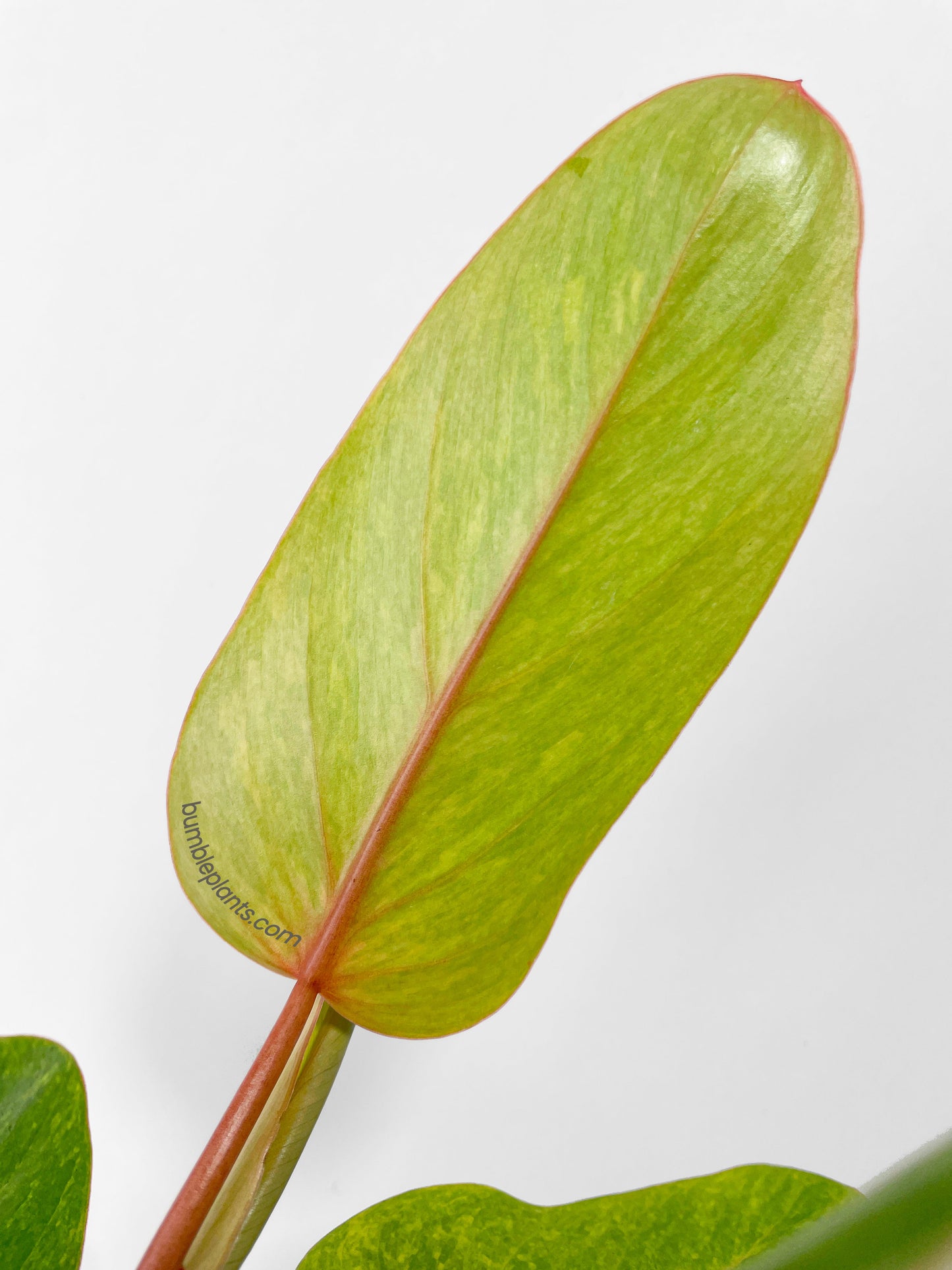 Philodendron Erubescens Painted Lady by Bumble Plants