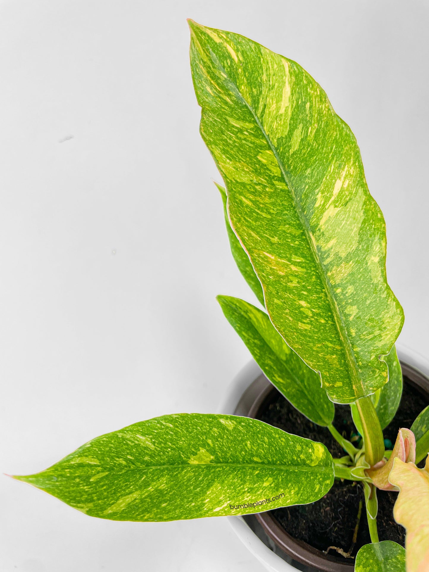 Variegated Philodendron Ring of Fire by Bumble Plants