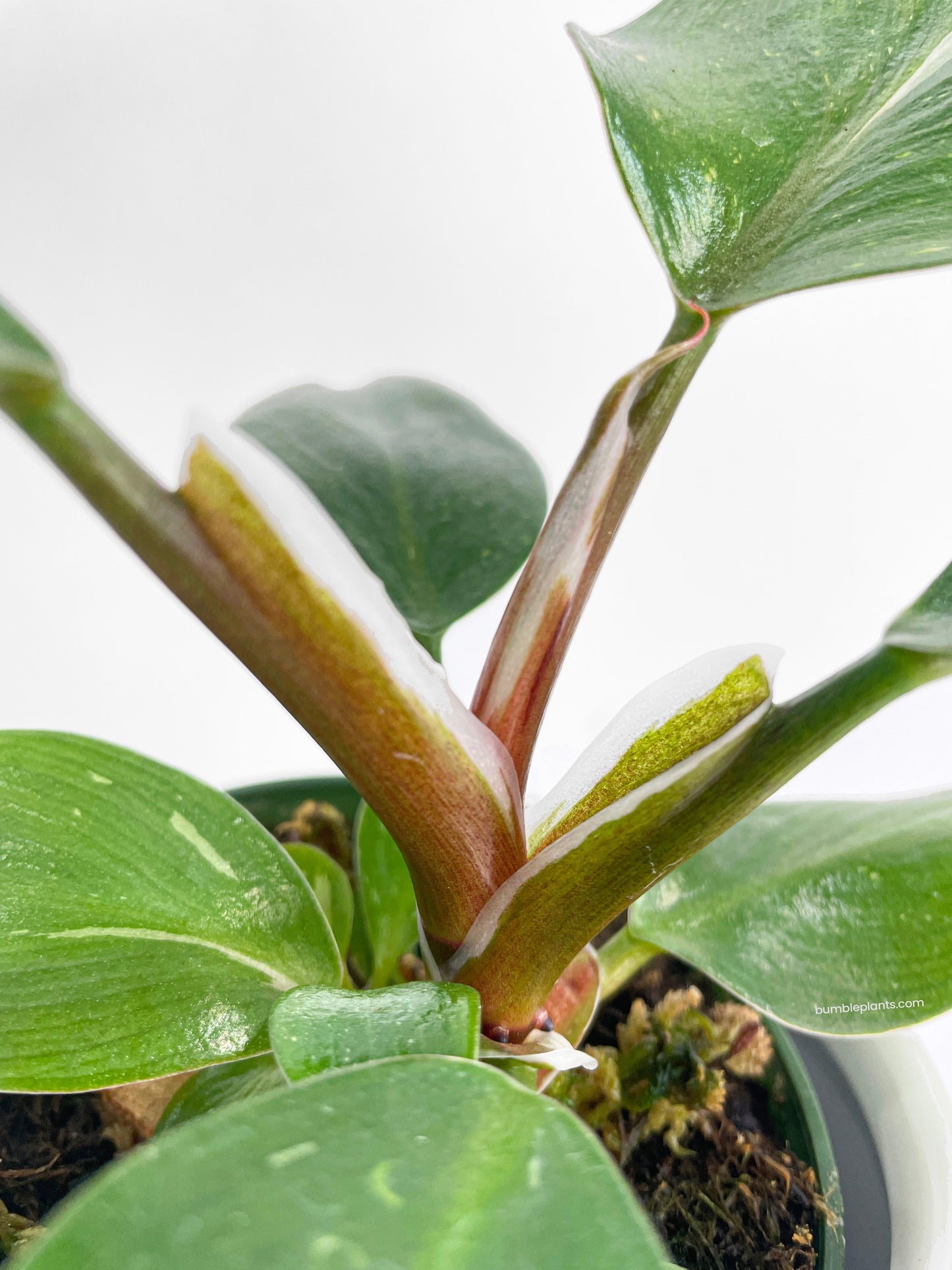 Philodendron White Princess by Bumble Plants