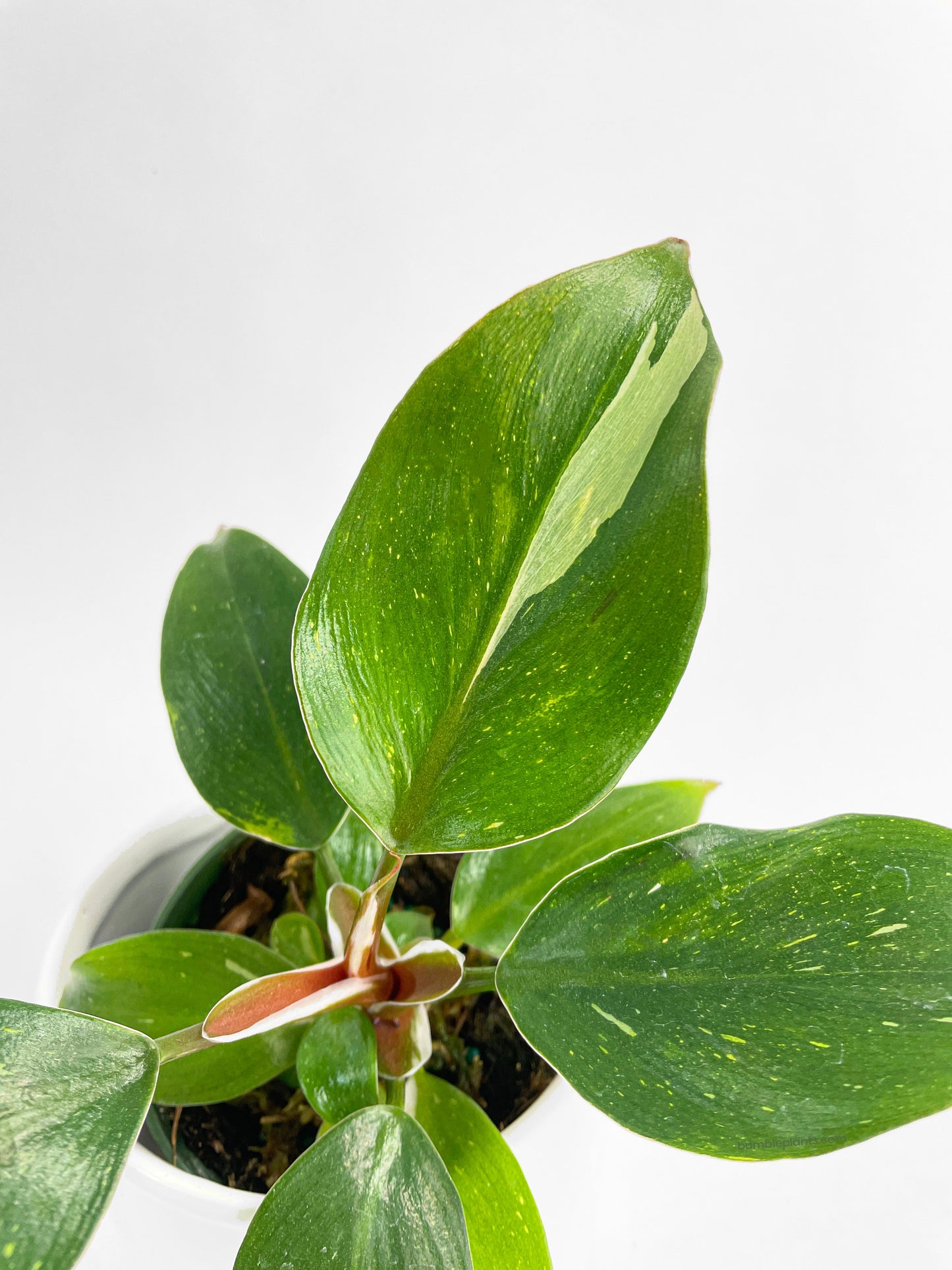 Philodendron White Princess by Bumble Plants