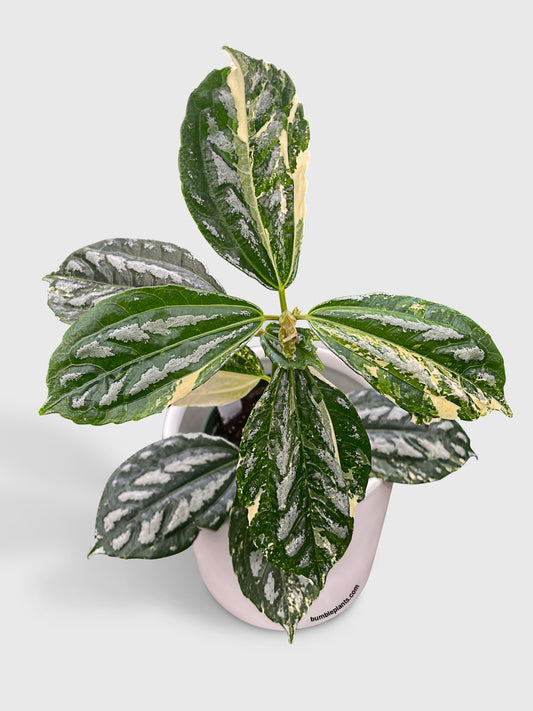 Variegated Pilea Cadierei Aluminium by Bumble Plants