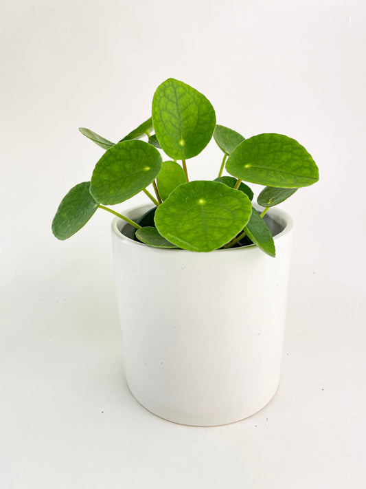 Pilea Peperomioides (Friendship Chinese Money Plant) by Bumble Plants