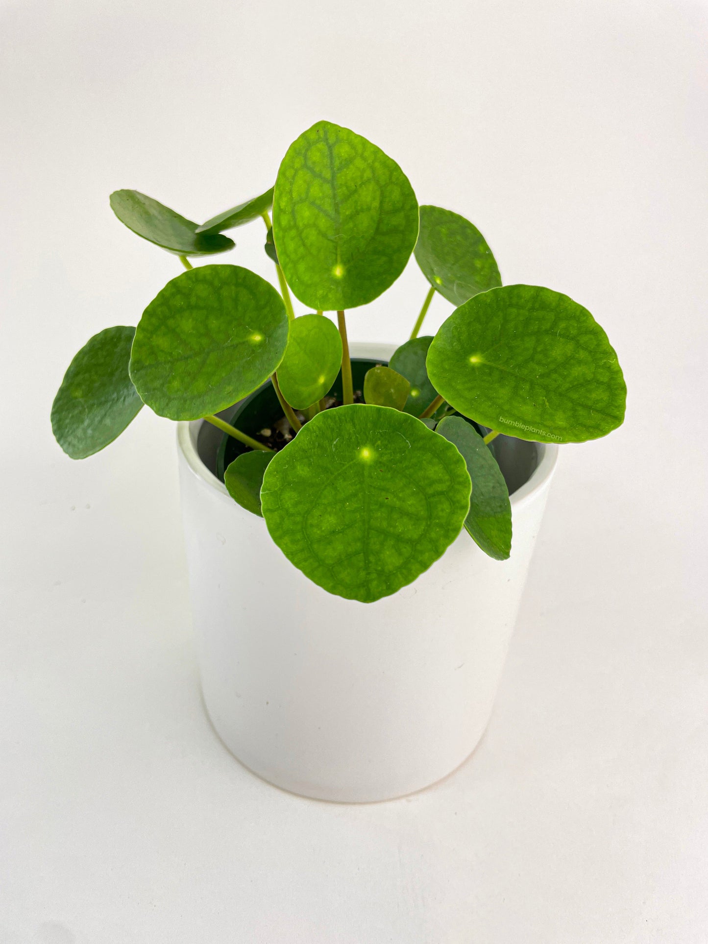 Pilea Peperomioides (Friendship Chinese Money Plant) by Bumble Plants