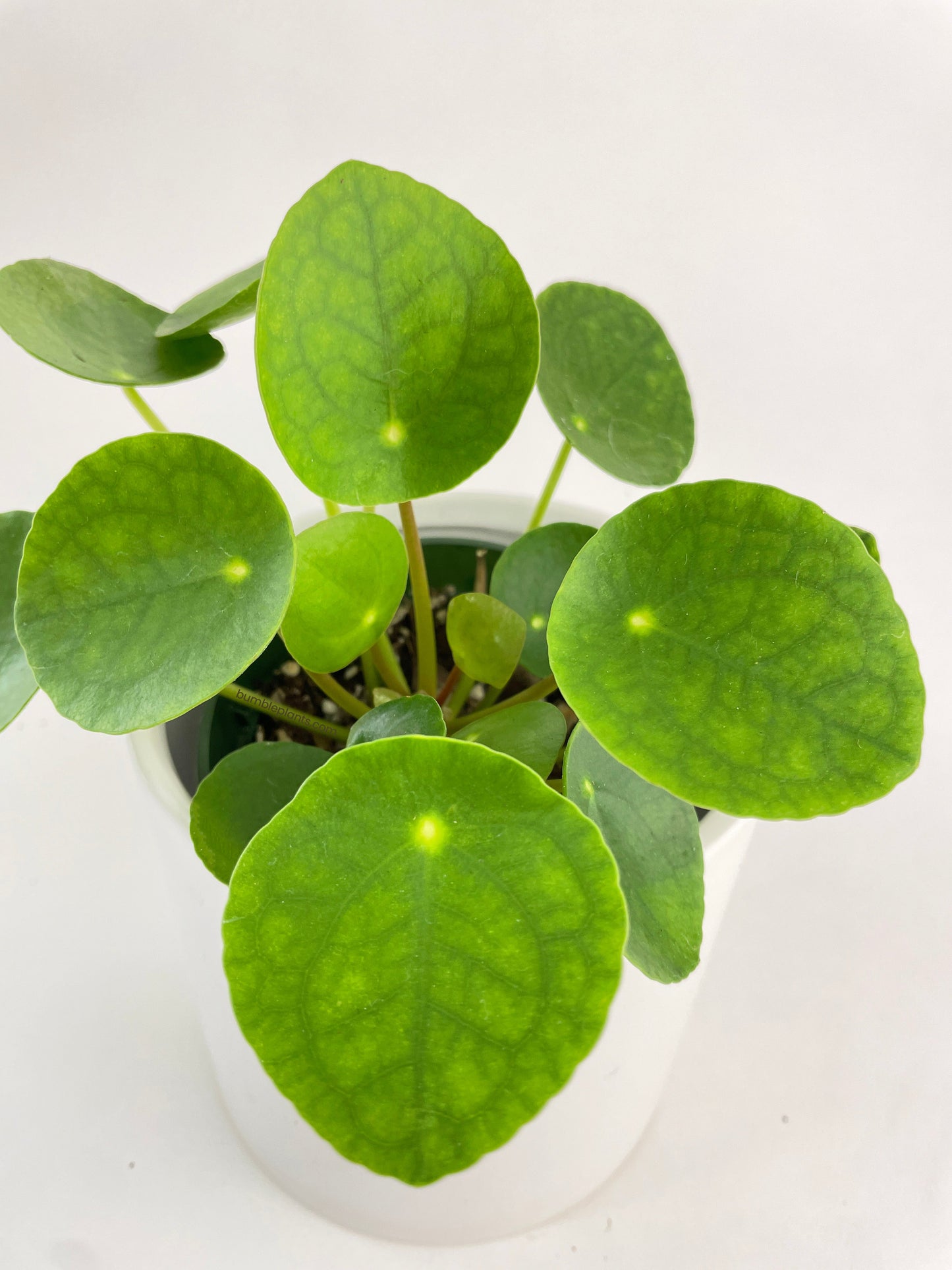 Pilea Peperomioides (Friendship Chinese Money Plant) by Bumble Plants