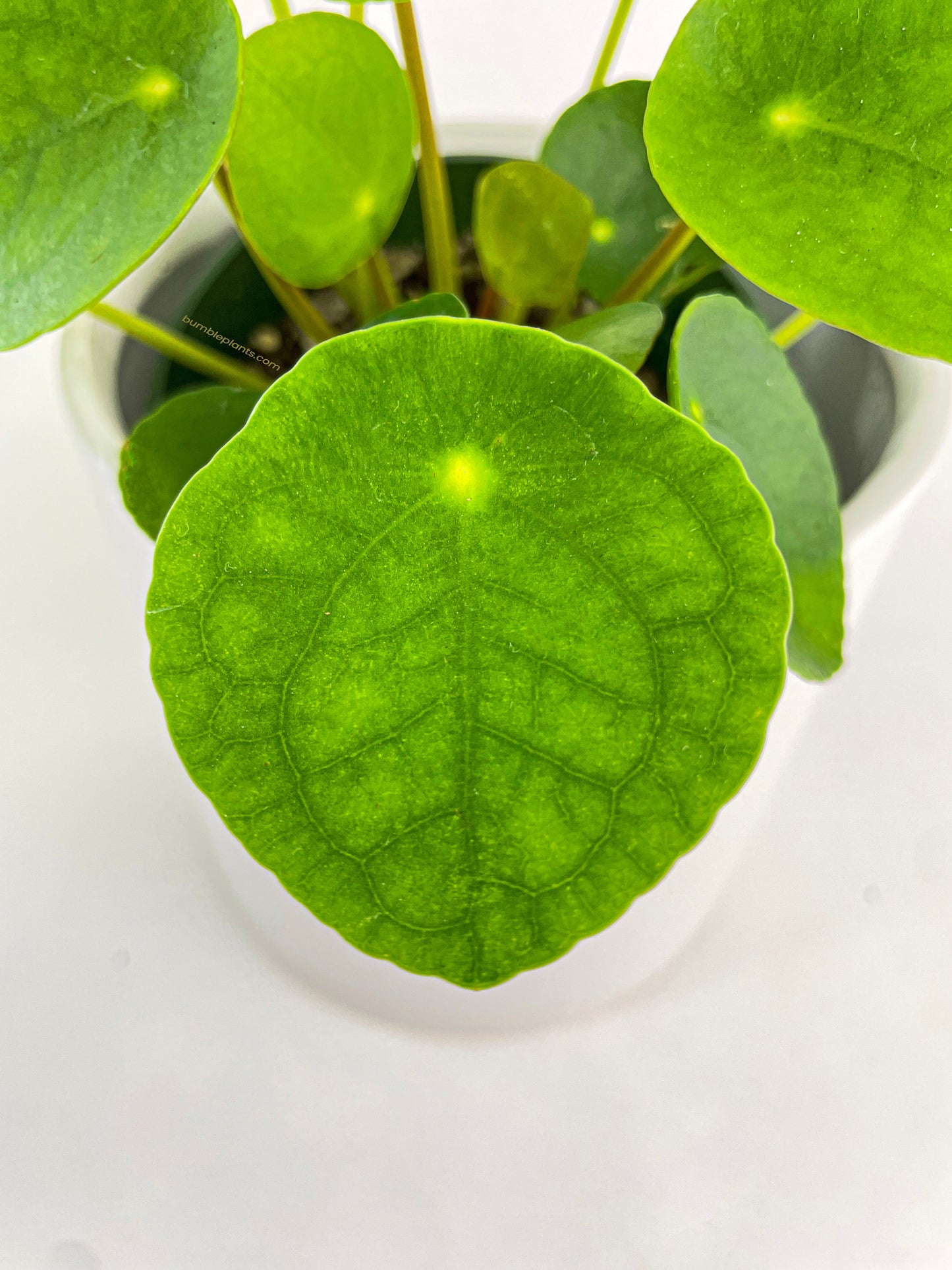 Pilea Peperomioides (Friendship Chinese Money Plant) by Bumble Plants