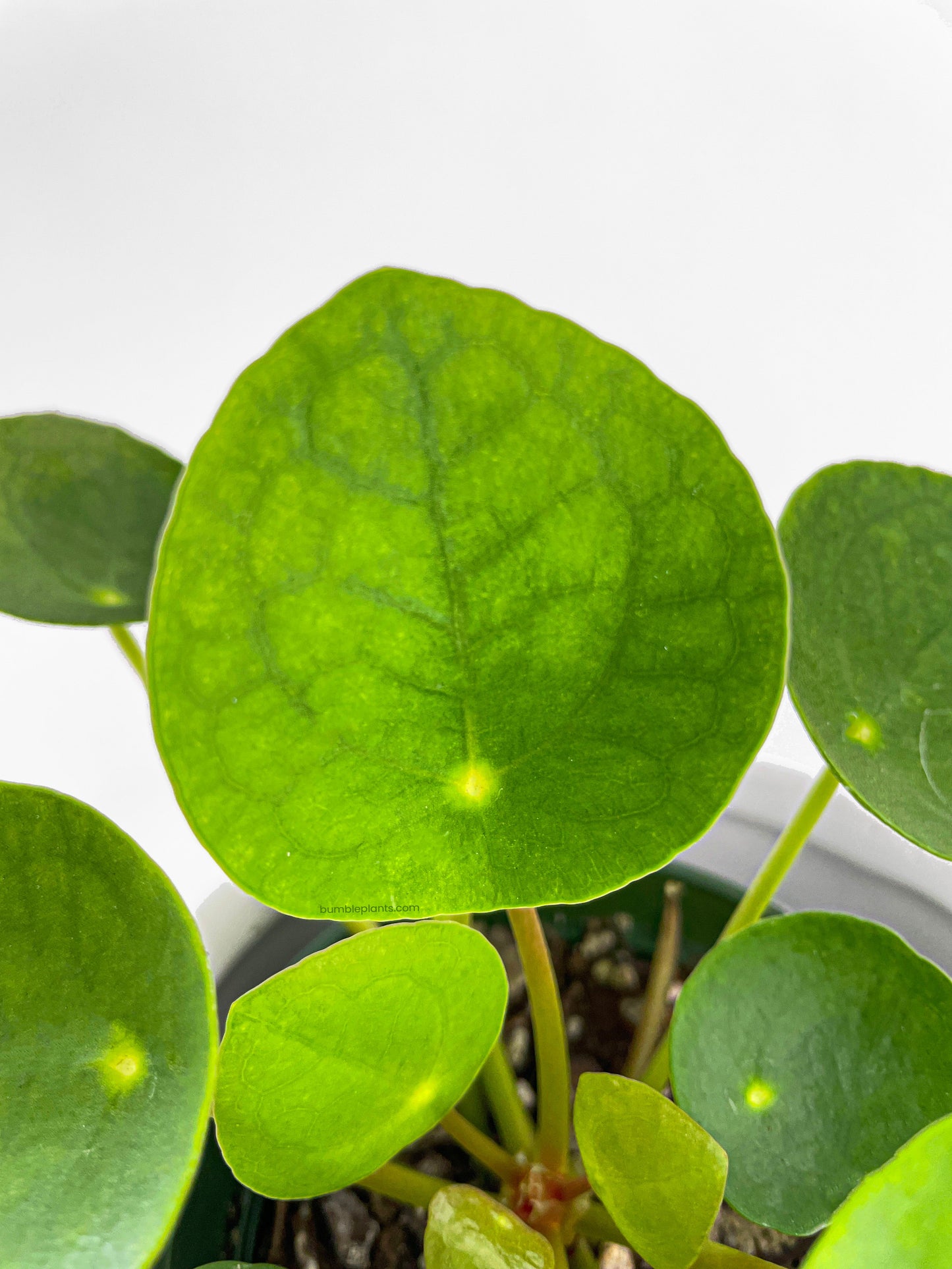 Pilea Peperomioides (Friendship Chinese Money Plant) by Bumble Plants