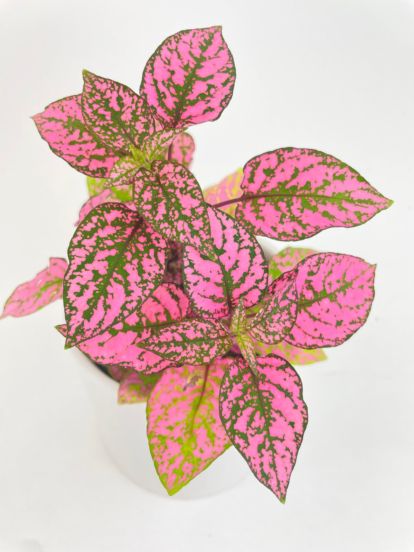 Pink Polka Dot Plant (Hypoestes Phyllostachya) by Bumble Plants