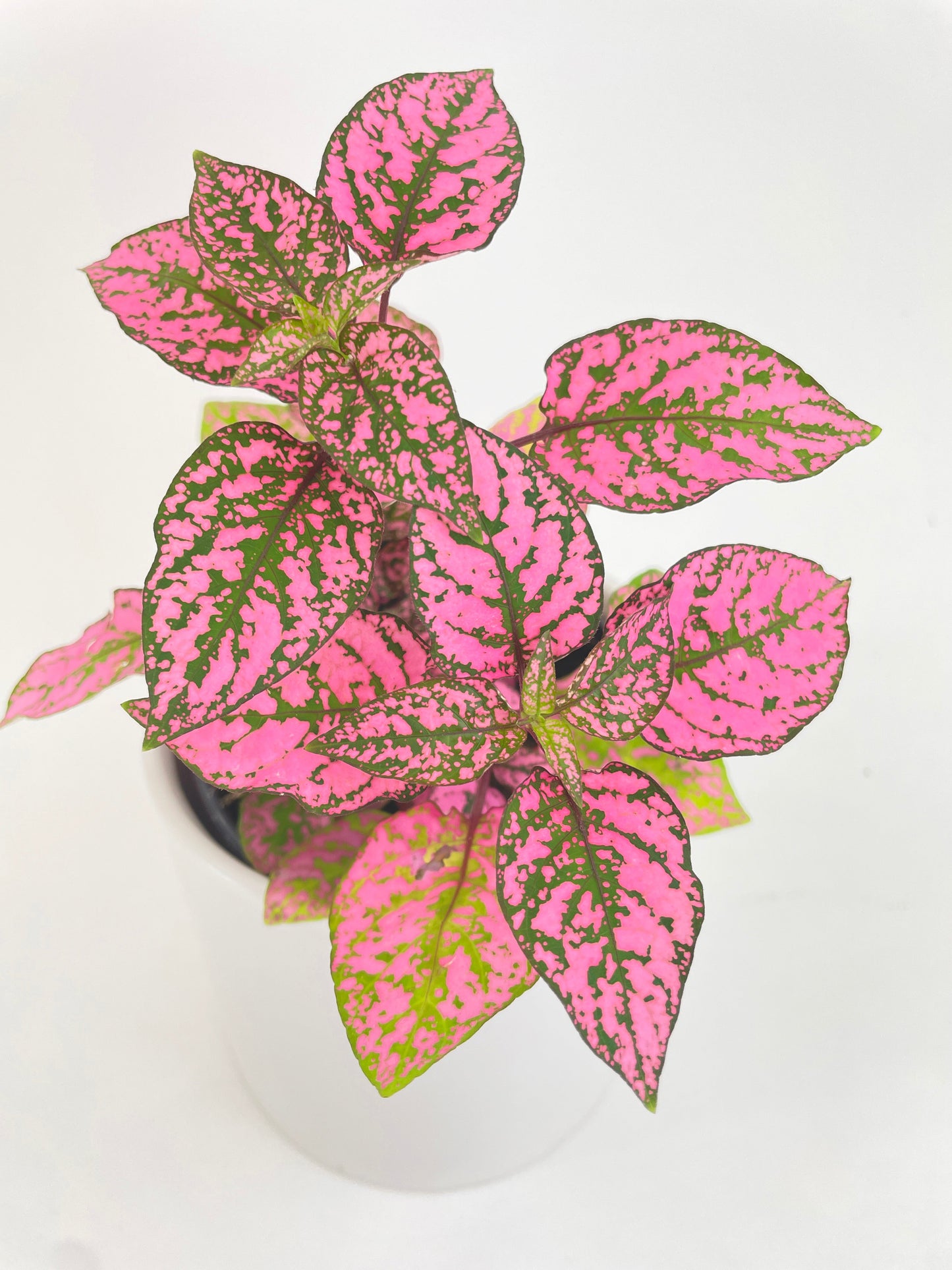 Pink Polka Dot Plant (Hypoestes Phyllostachya) by Bumble Plants