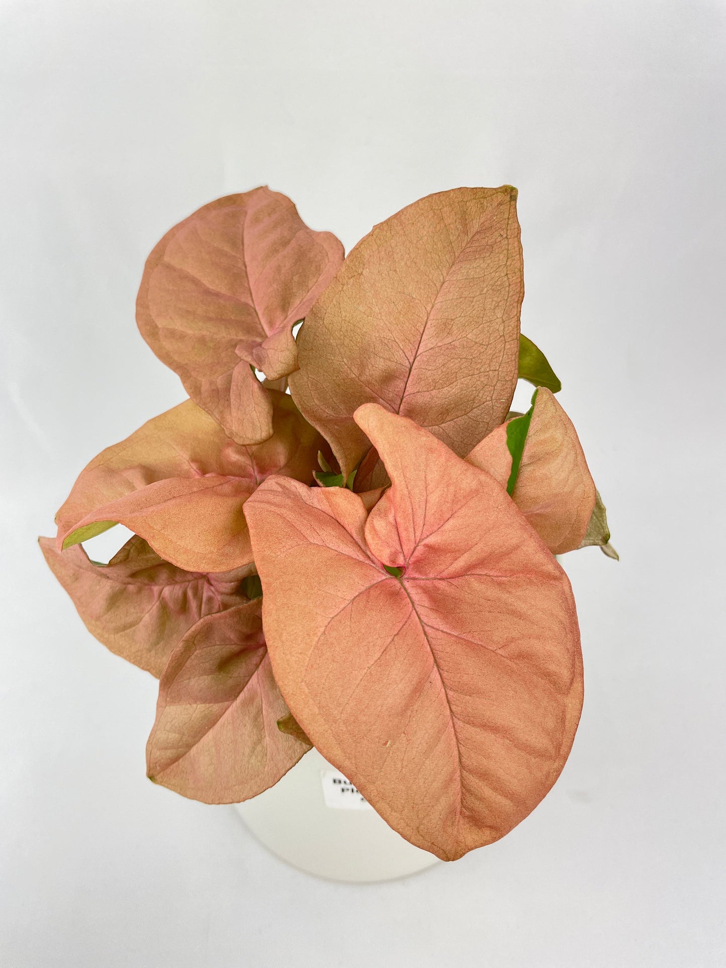 Pink Syngonium 'Neon Robusta' by Bumble Plants