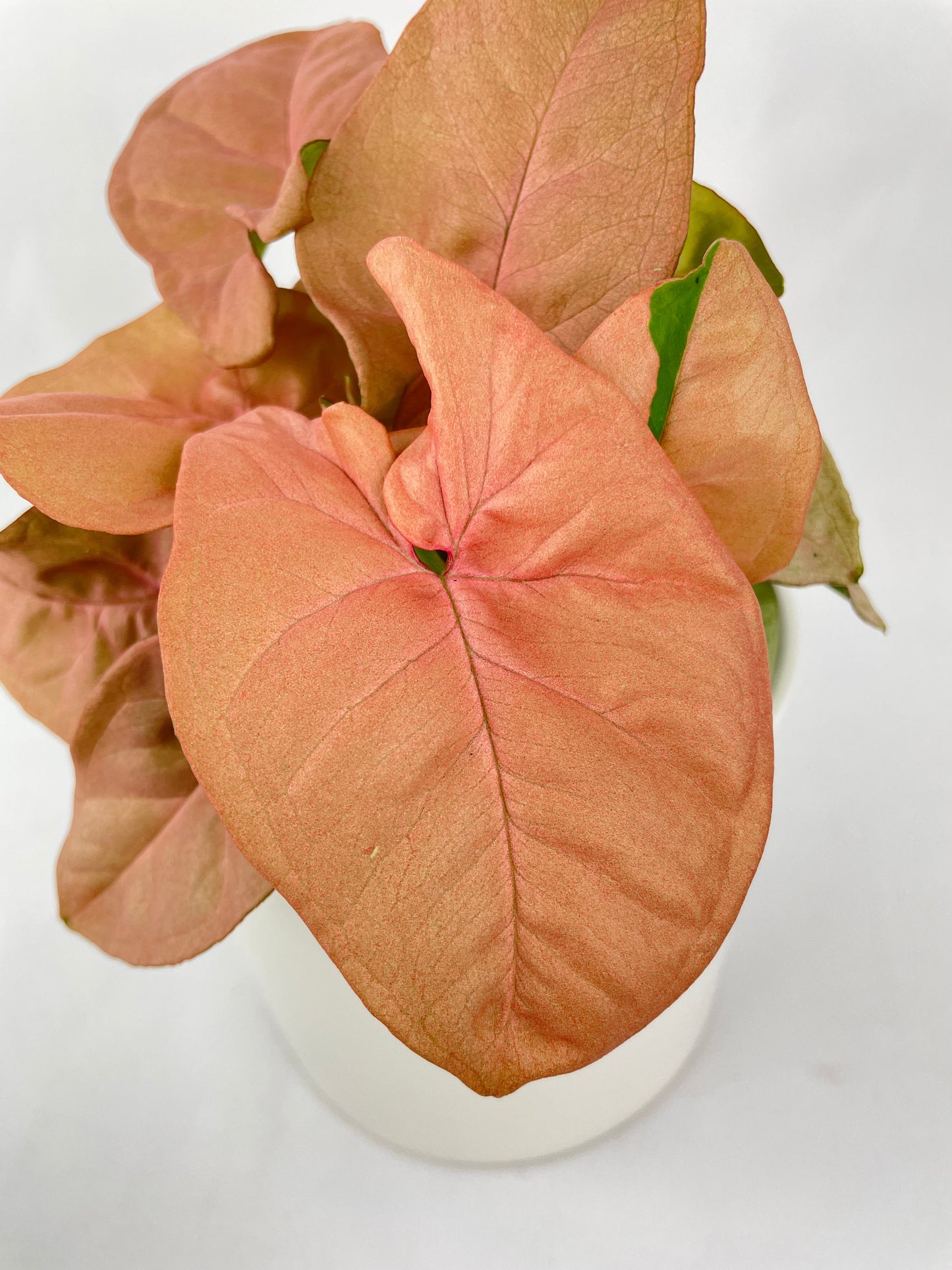 Pink Syngonium 'Neon Robusta' by Bumble Plants