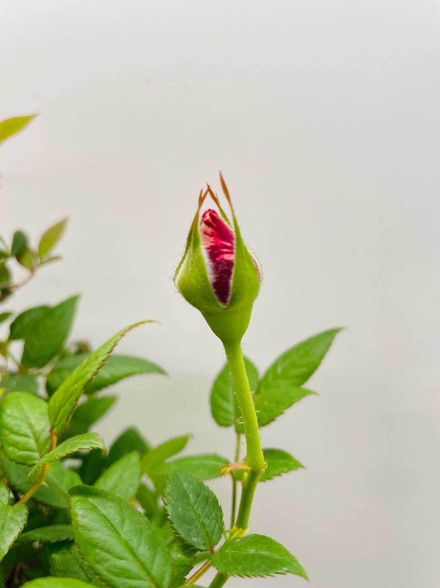 Variegated Hybrid Miniature Tea Rose Flowers by Bumble Plants