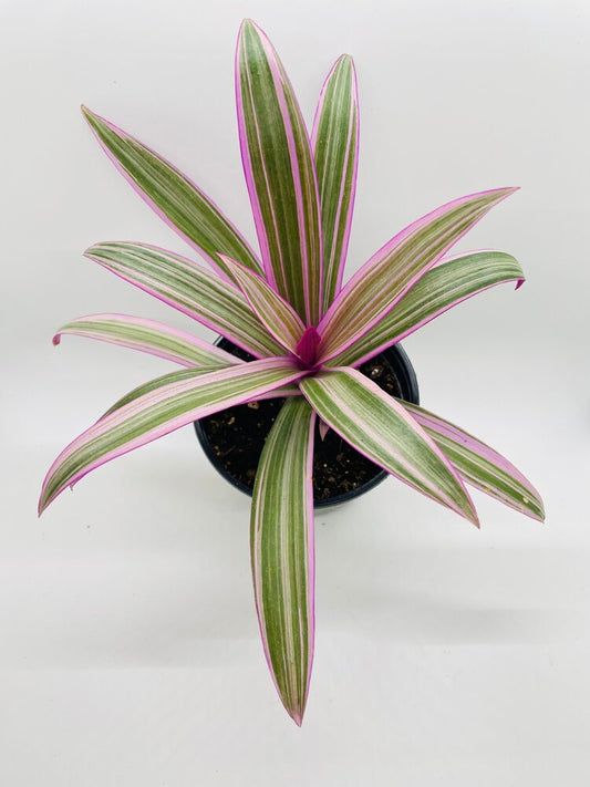 Rhoeo Tricolor Tradescantia Oyster Plant by Bumble Plants