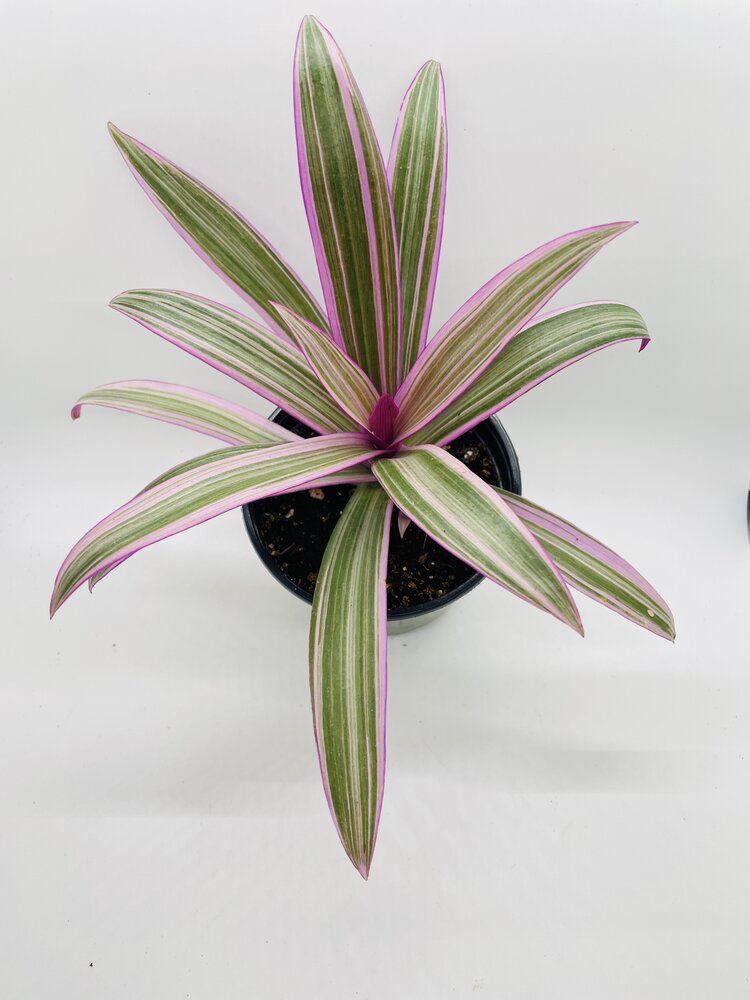 Rhoeo Tricolor Tradescantia Oyster Plant by Bumble Plants