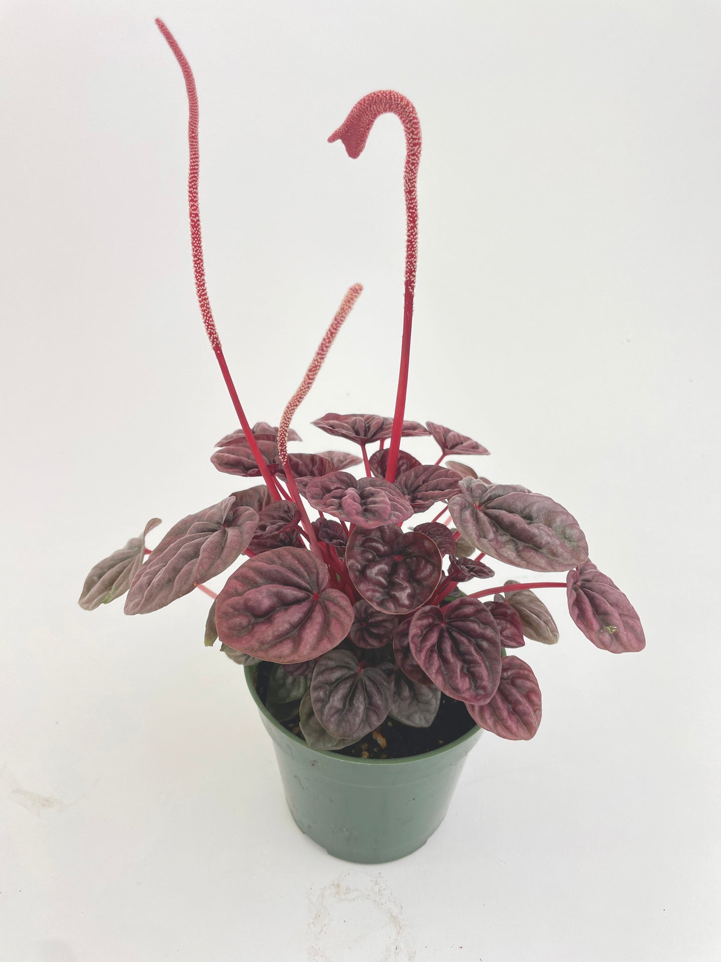 Peperomia Caperata 'Schumi Red' by Bumble Plants