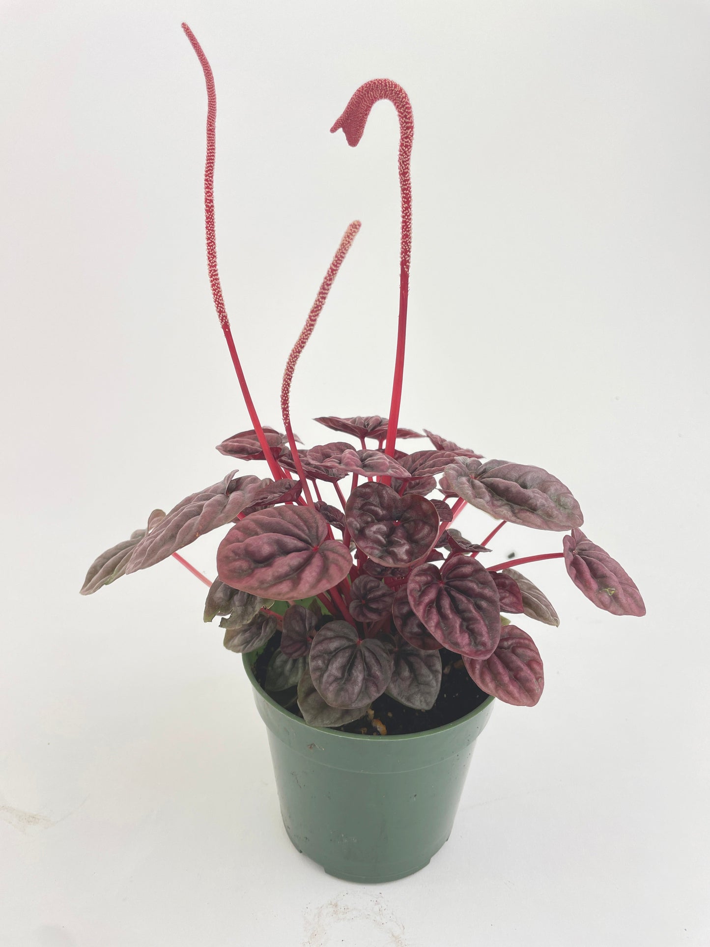 Peperomia Caperata 'Schumi Red' by Bumble Plants