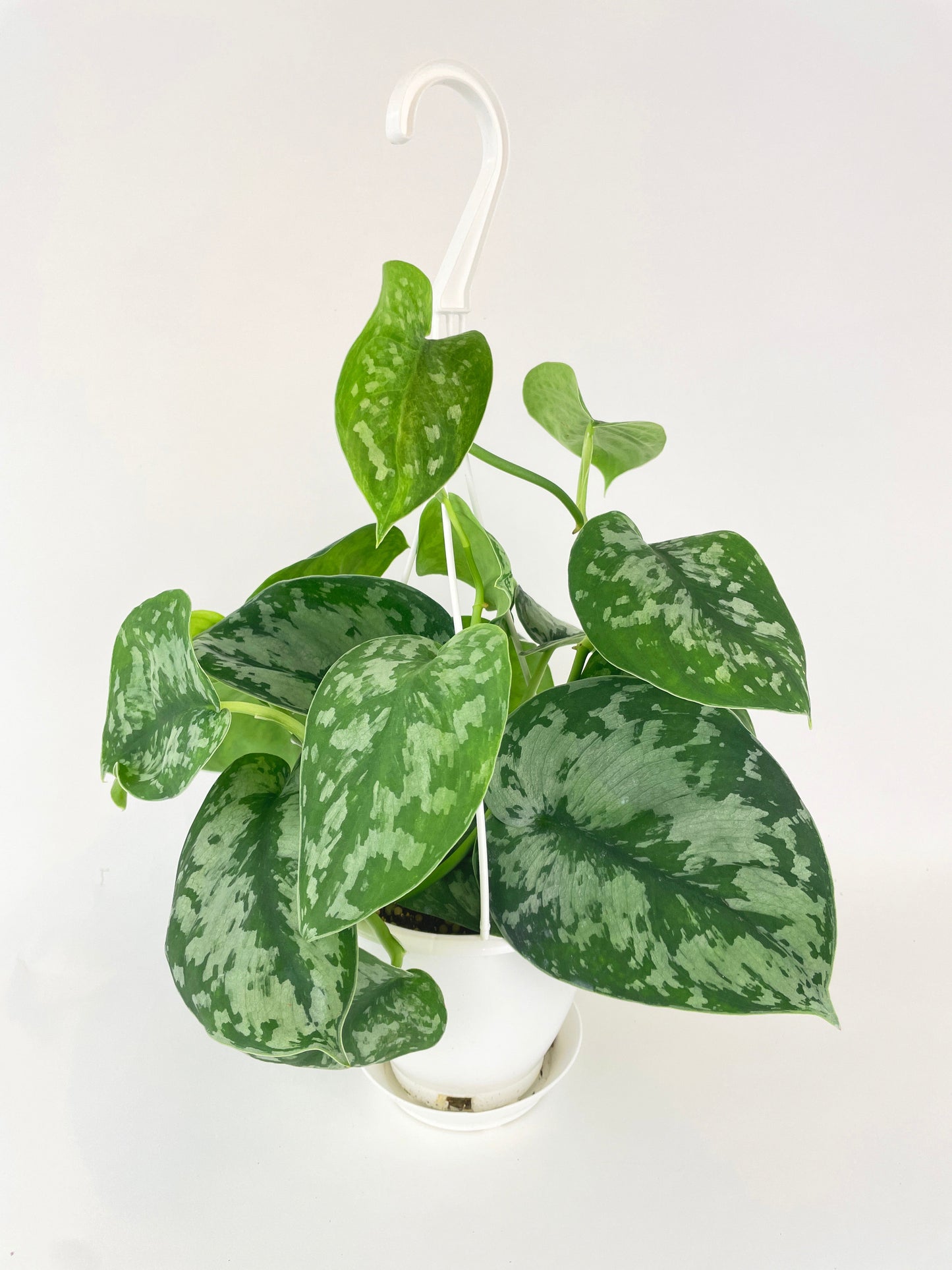 Scindapsus Pictus 'Exotica' Pothos by Bumble Plants