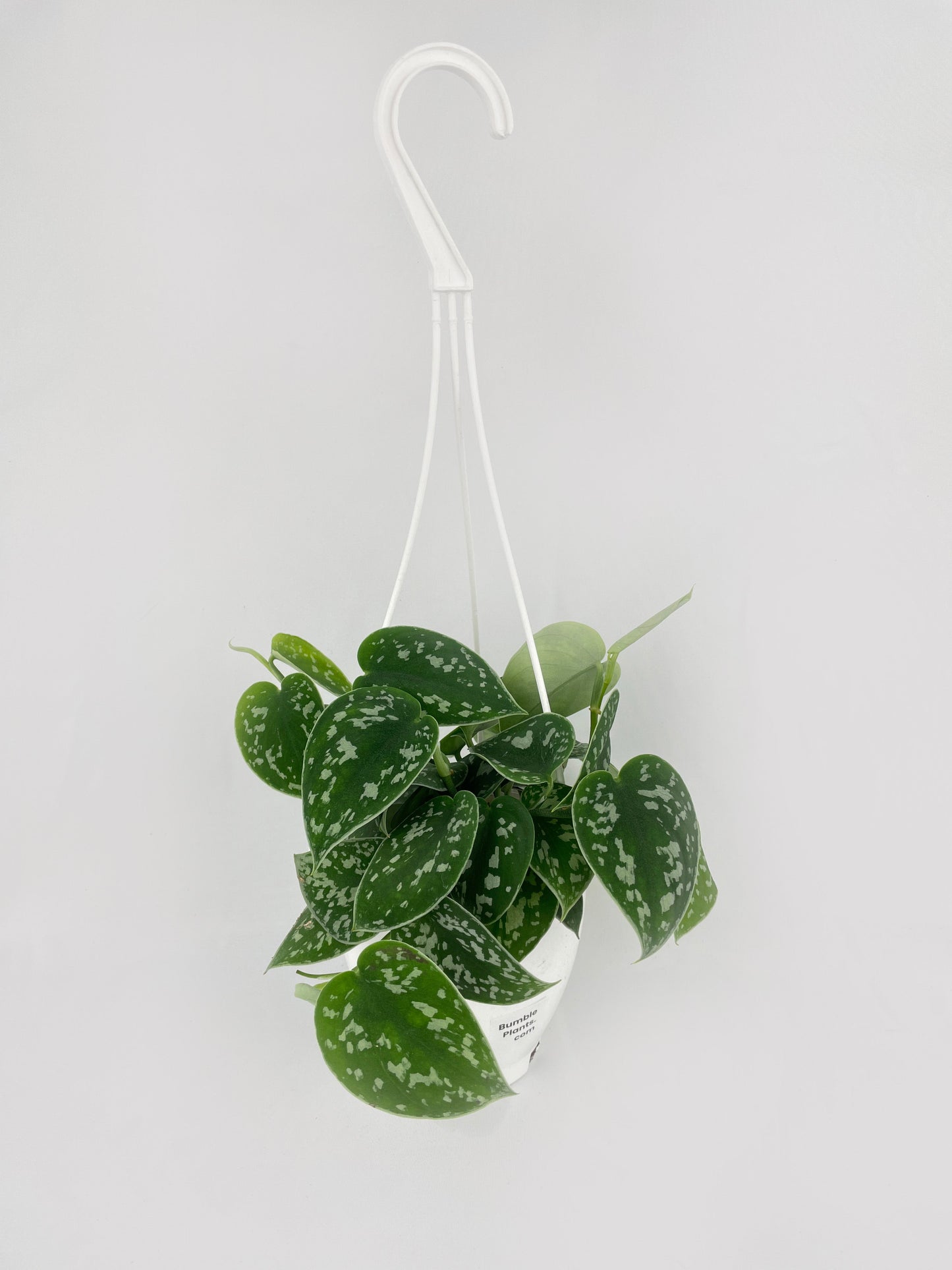 Scindapsus Pictus 'Argyraeus' Satin Pothos by Bumble Plants