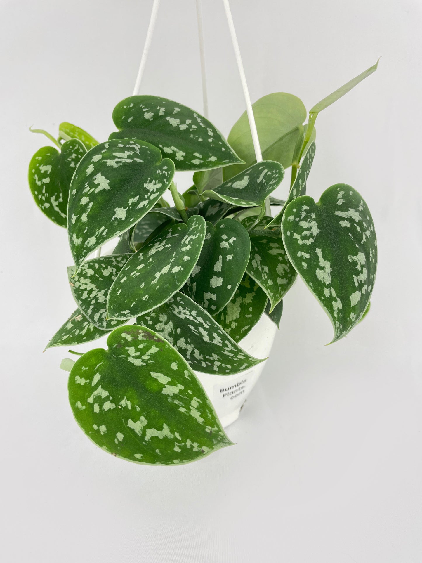 Scindapsus Pictus 'Argyraeus' Satin Pothos by Bumble Plants