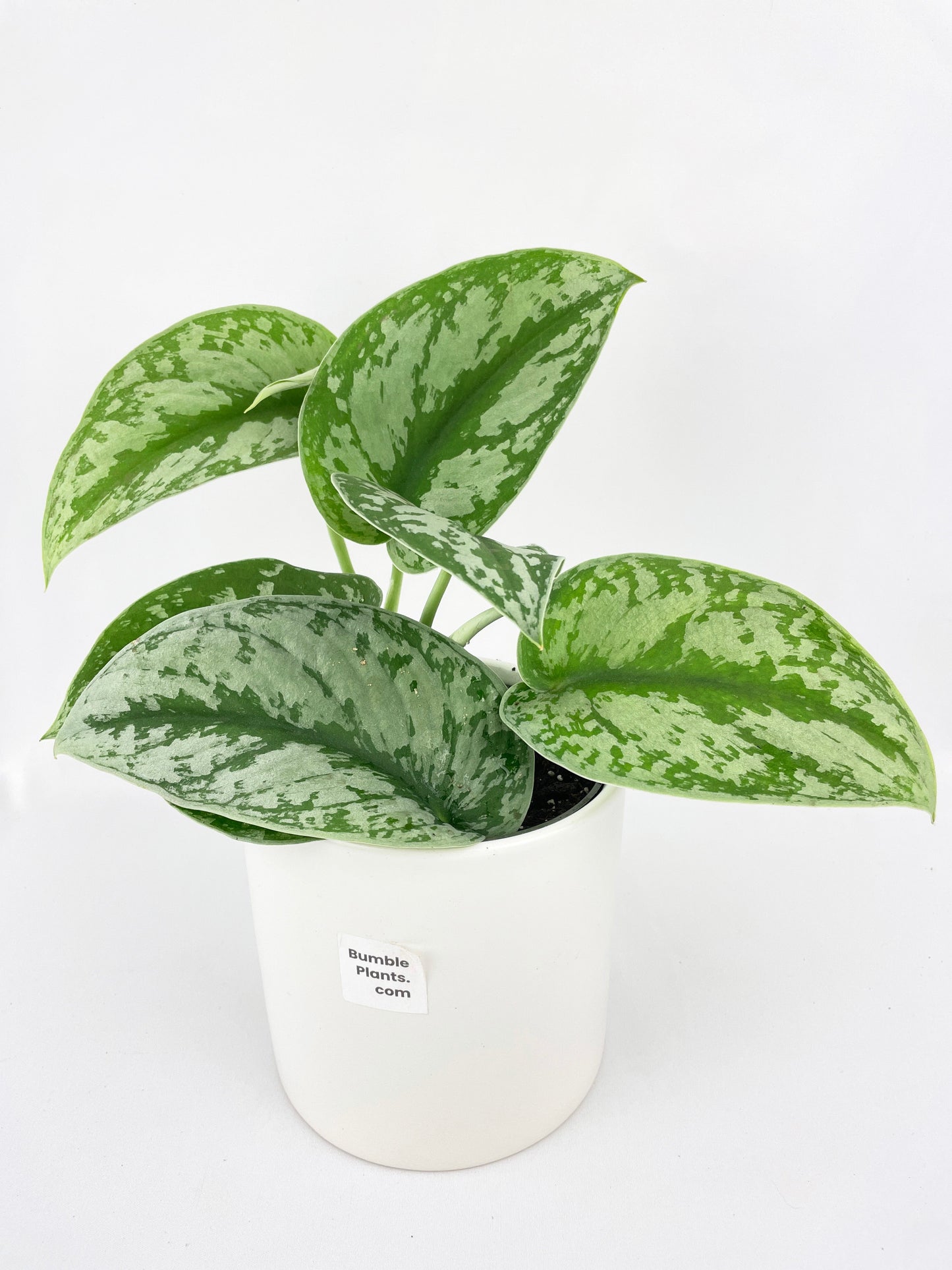 Scindapsus Pictus 'Exotica' Pothos by Bumble Plants