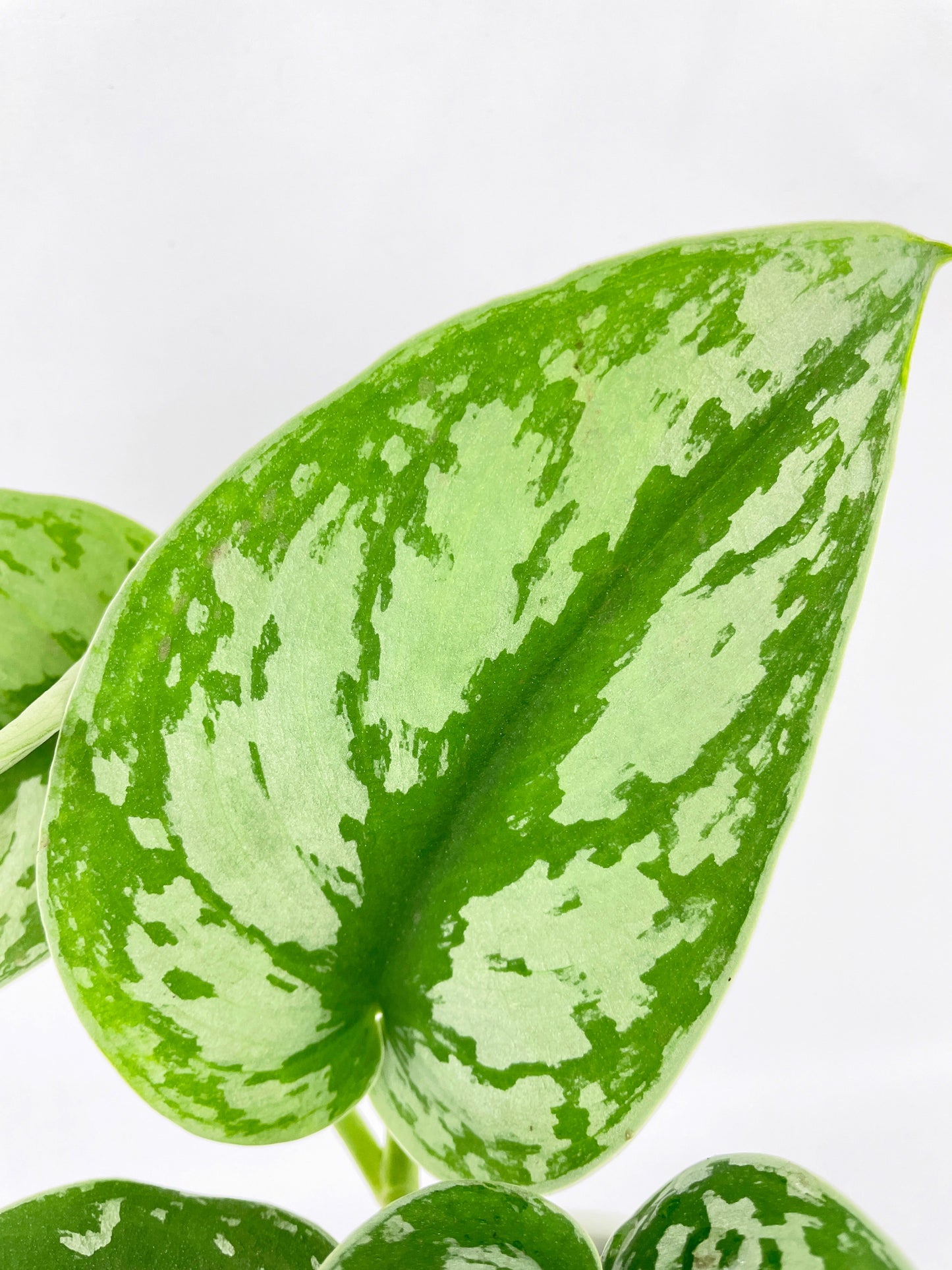 Scindapsus Pictus 'Exotica' Pothos by Bumble Plants