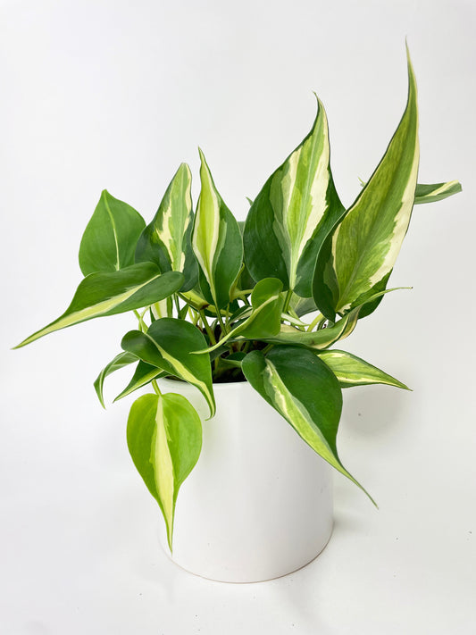 Philodendron Hederaceum Silver Stripe by Bumble Plants
