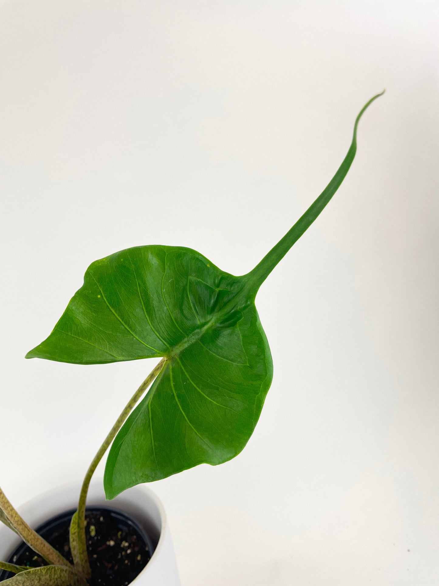 Alocasia ‘Stingray’ Macrorrhiza by Bumble Plants