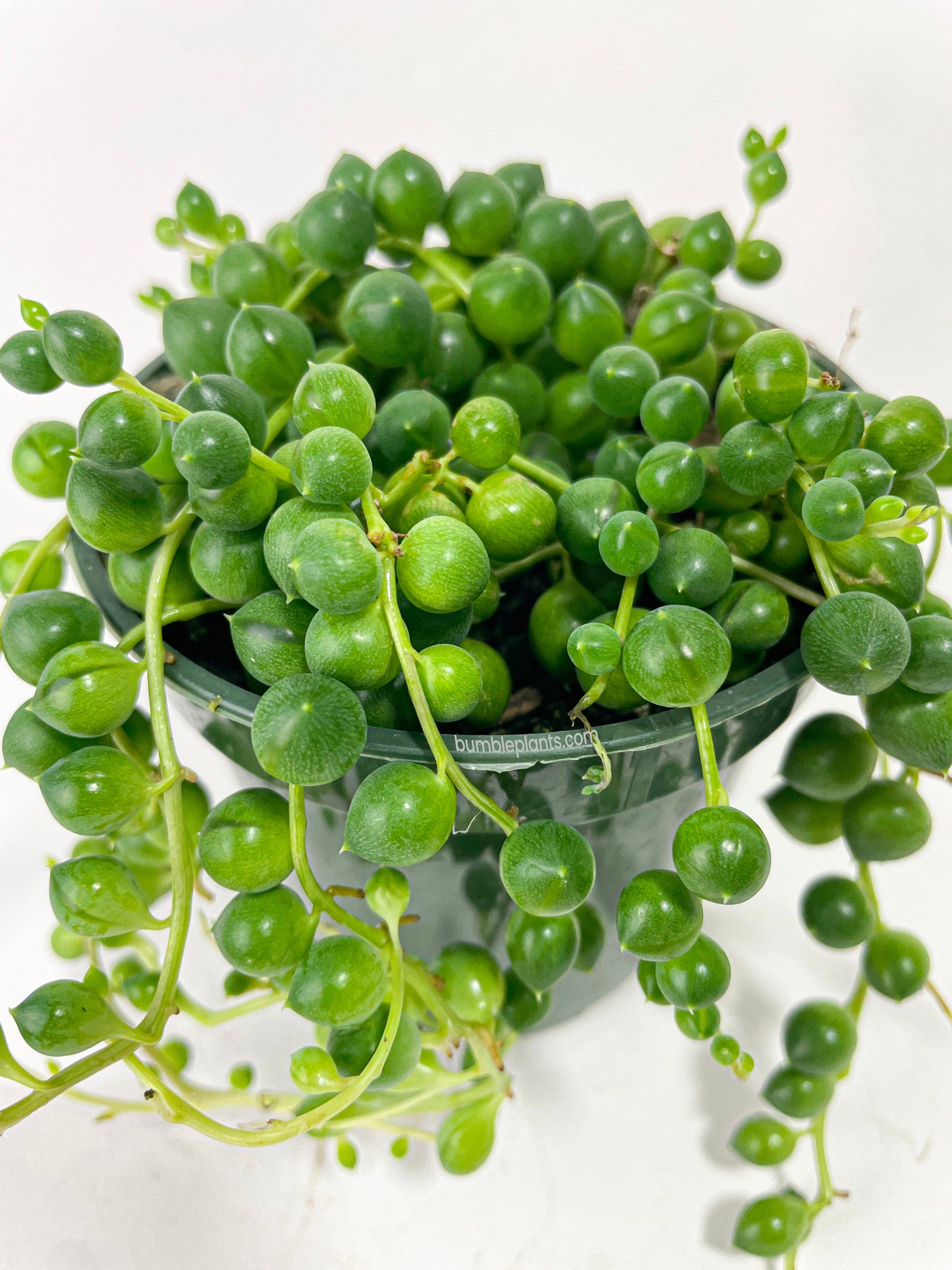 String of Pearls by Bumble Plants