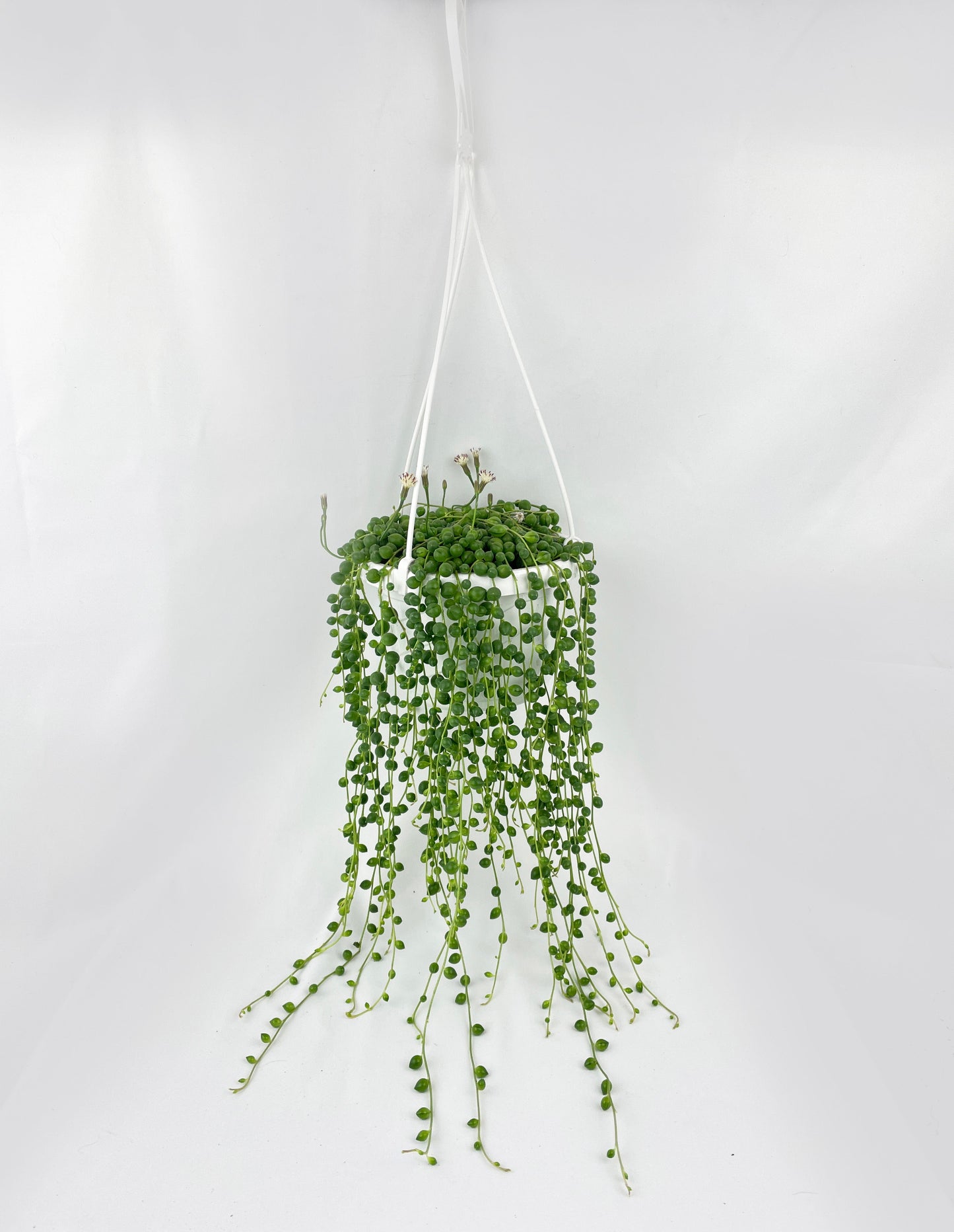 String of Pearls by Bumble Plants