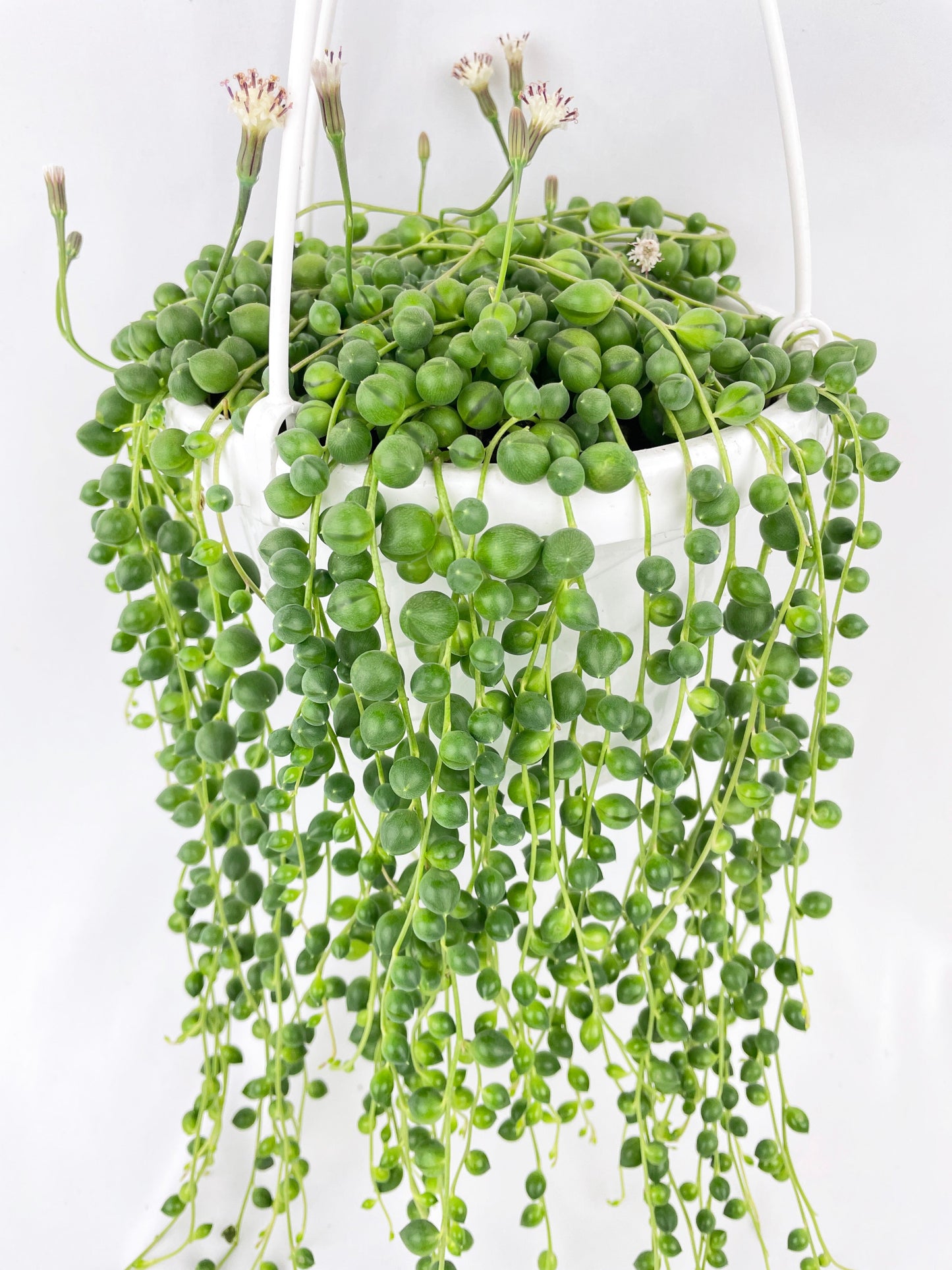 String of Pearls by Bumble Plants