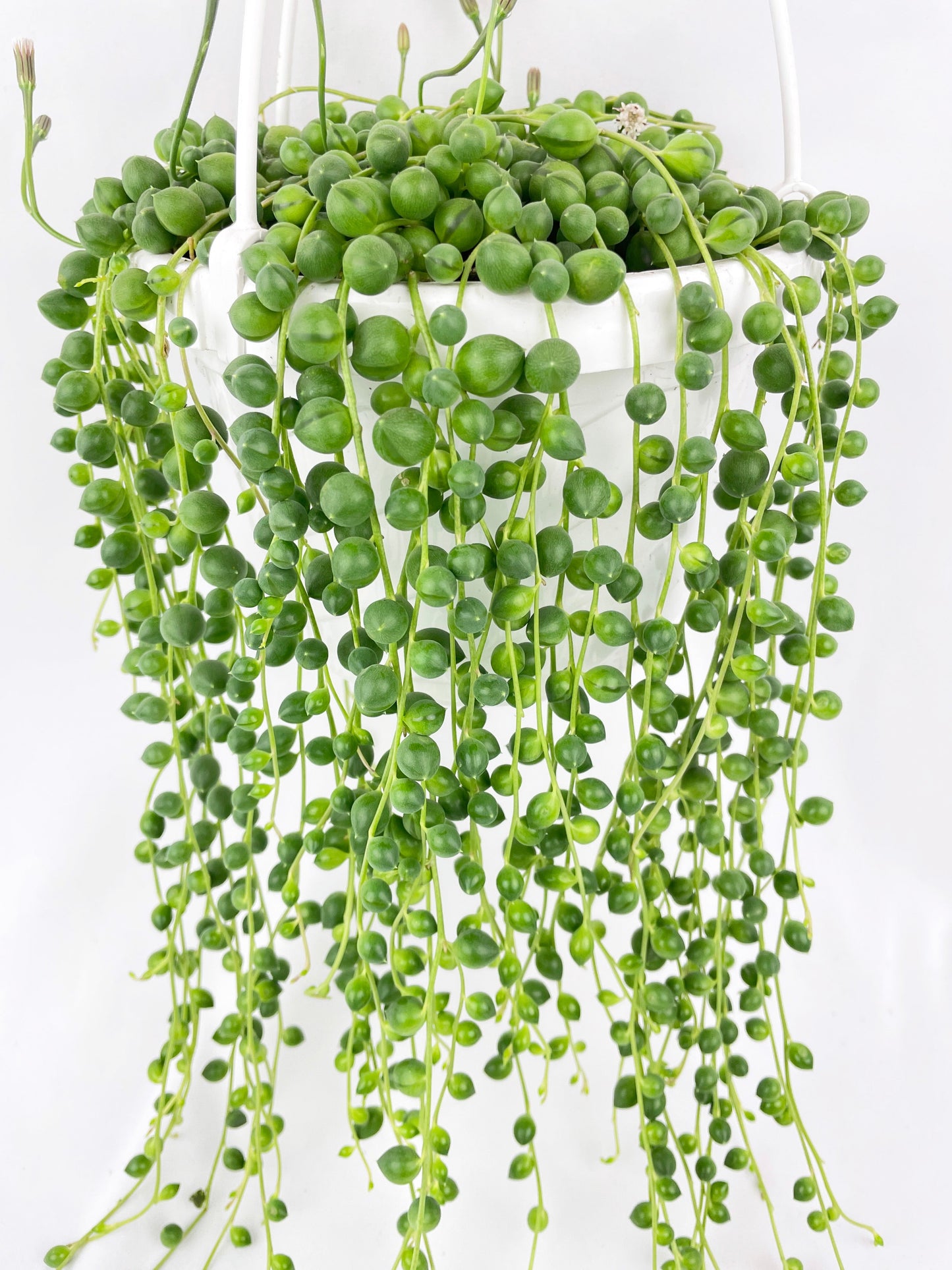 String of Pearls by Bumble Plants