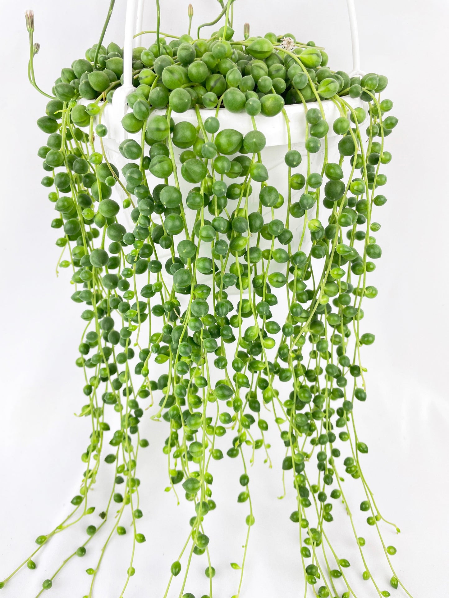 String of Pearls by Bumble Plants