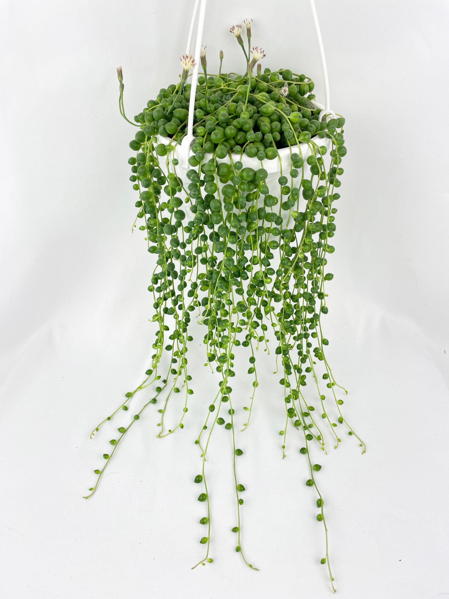 String of Pearls by Bumble Plants