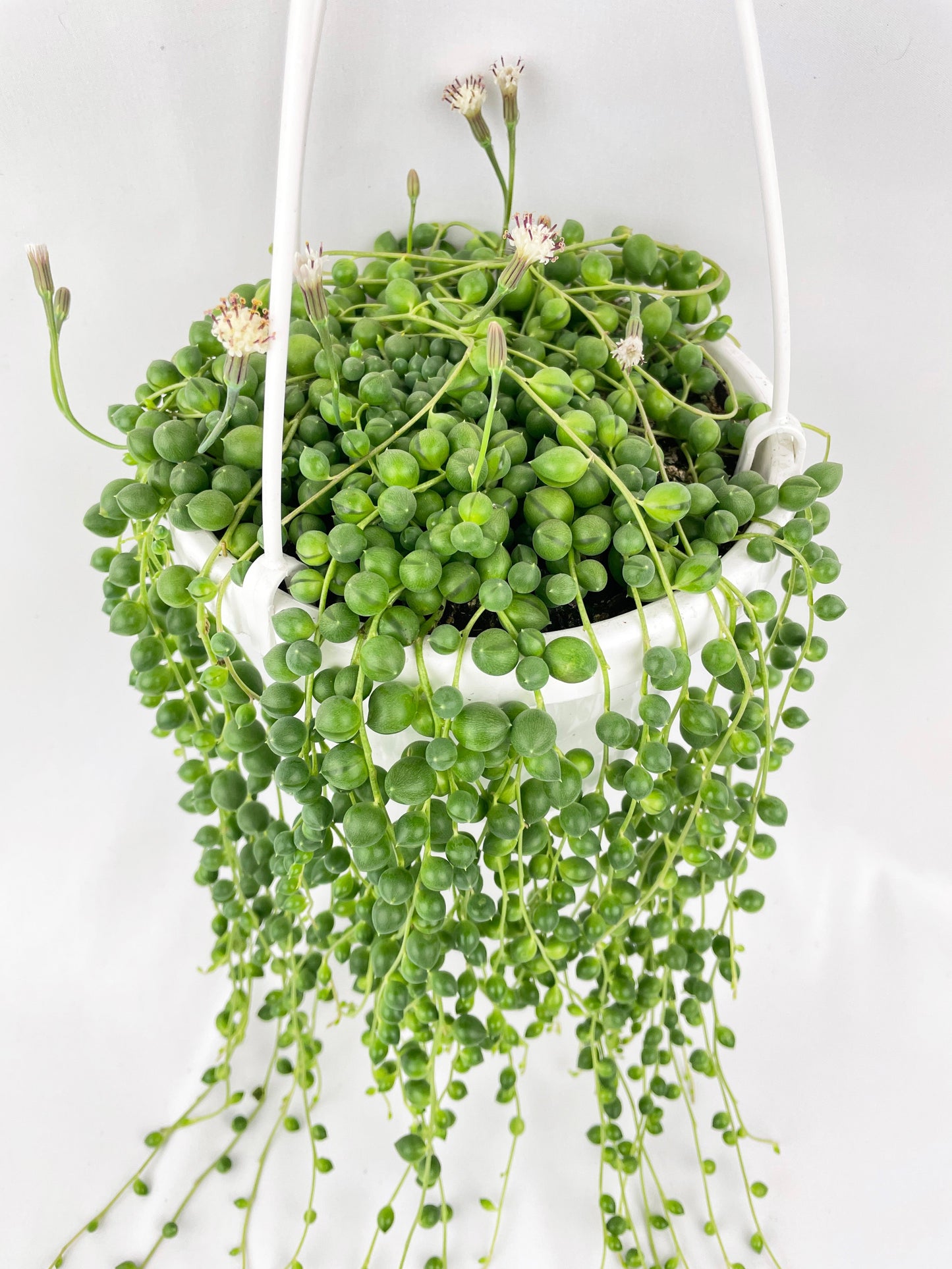 String of Pearls by Bumble Plants