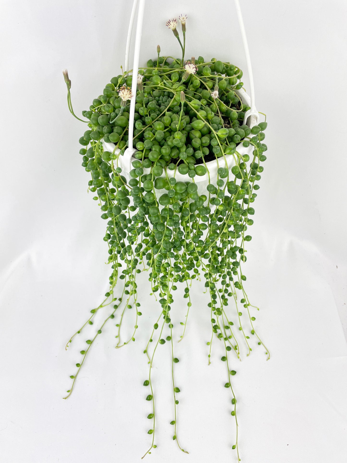 String of Pearls by Bumble Plants