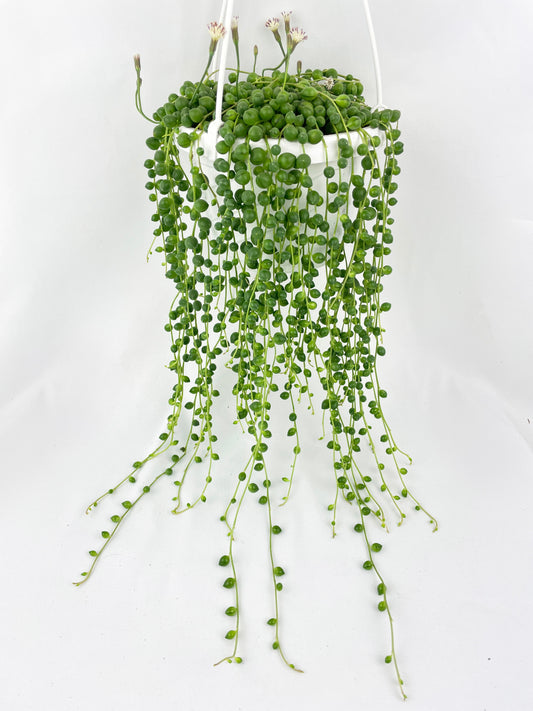 String of Pearls by Bumble Plants