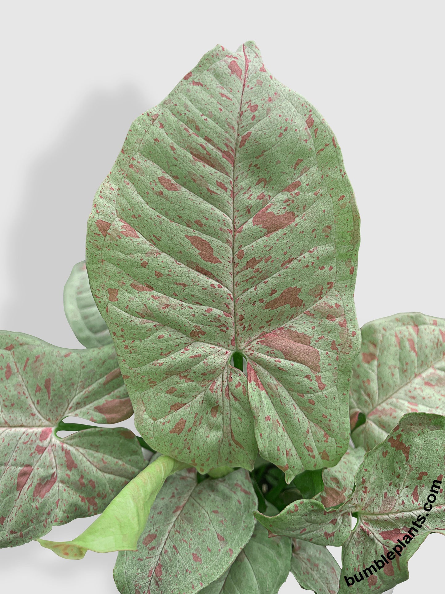 Syngonium Podophyllum 'Confetti' Pink Dots by Bumble Plants