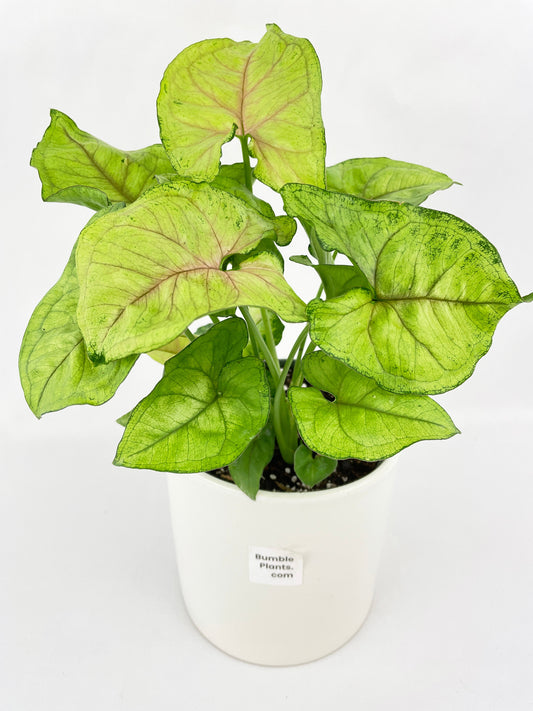 Syngonium Podophyllum 'Berry Allusion' by Bumble Plants