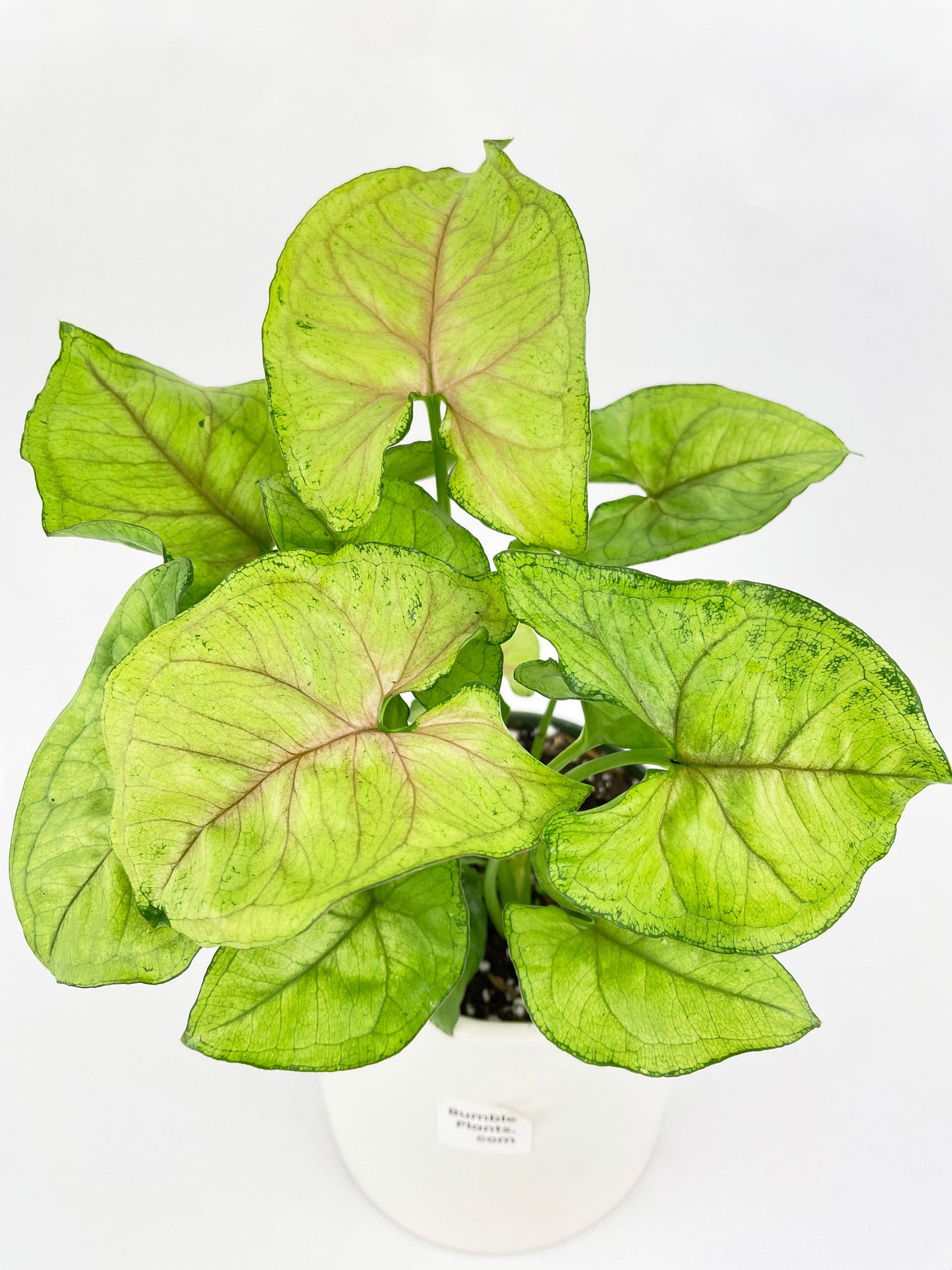 Syngonium Podophyllum 'Berry Allusion' by Bumble Plants