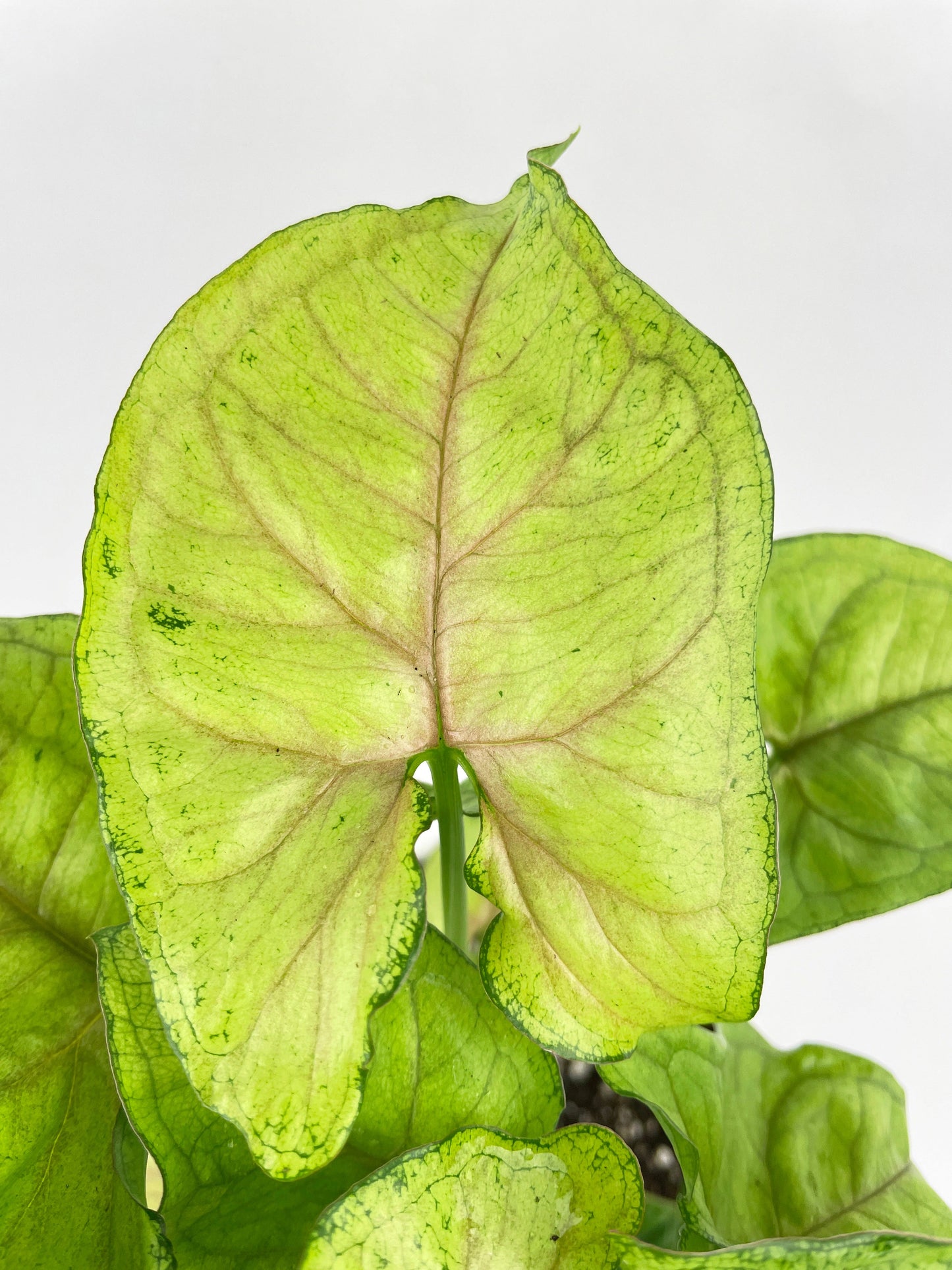 Syngonium Podophyllum 'Berry Allusion' by Bumble Plants