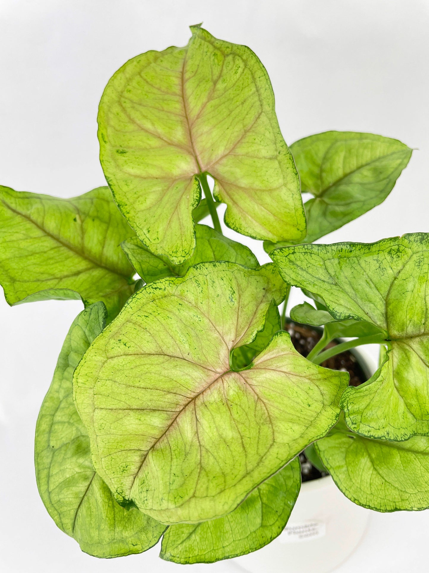 Syngonium Podophyllum 'Berry Allusion' by Bumble Plants