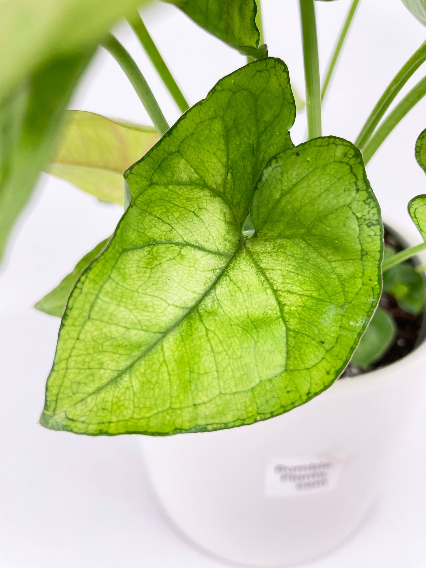 Syngonium Podophyllum 'Berry Allusion' by Bumble Plants