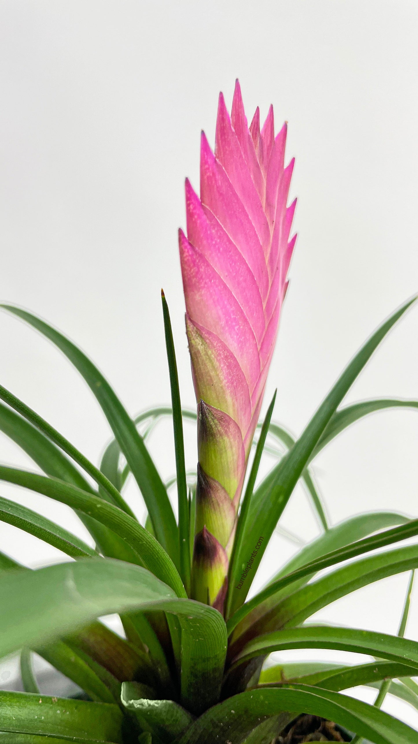 Tillandsia Cyanea 'Pink Quill' Bromeliad by Bumble Plants