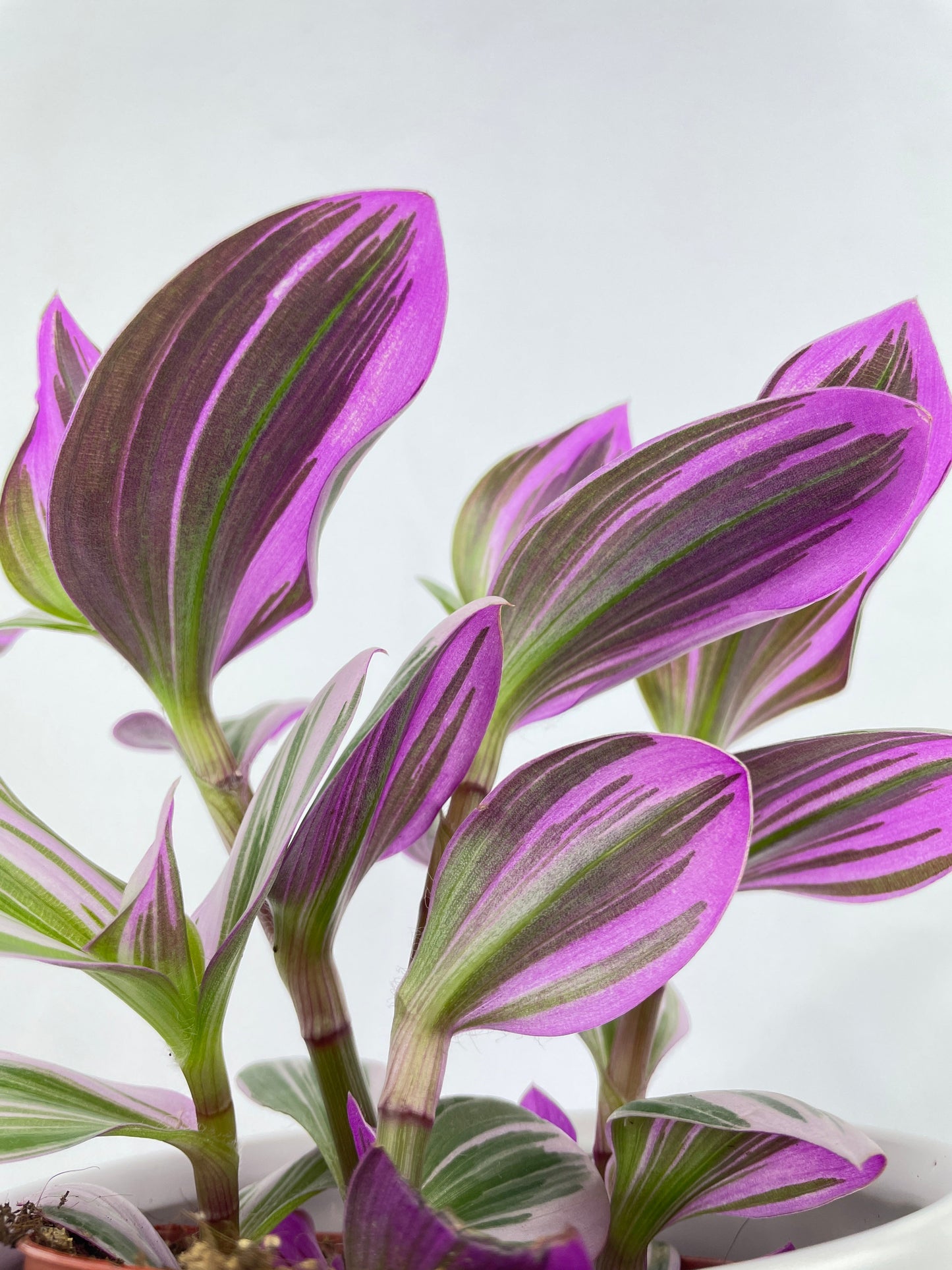 Tradescantia Bubblegum Lilac by Bumble Plants